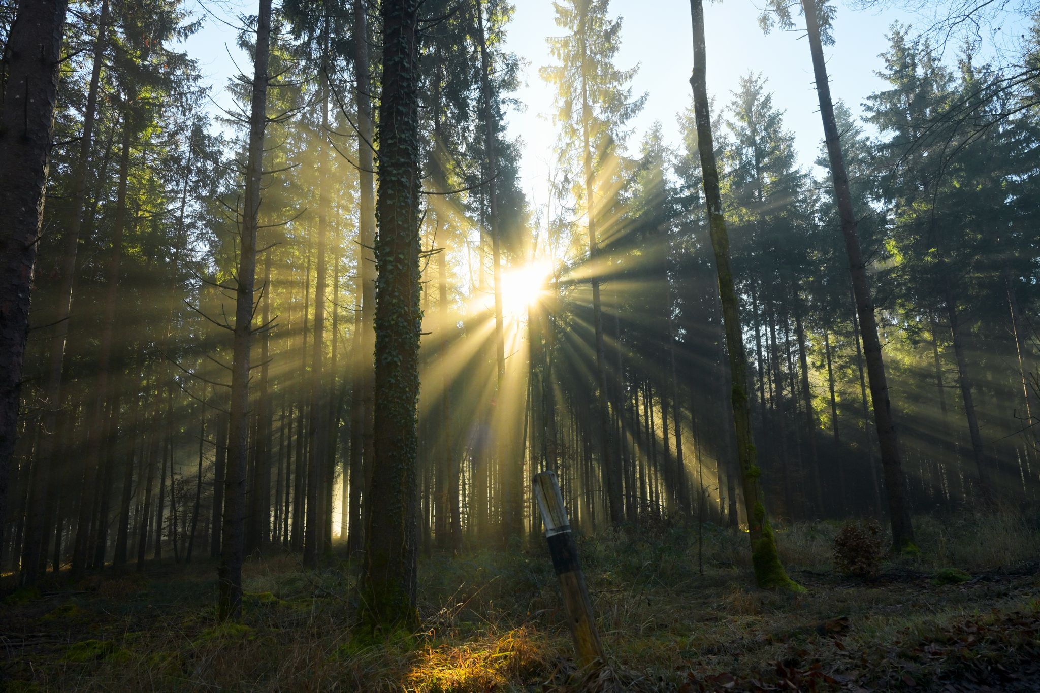 Feuerwehr rettet verletzte Spaziergängerin aus Waldstück