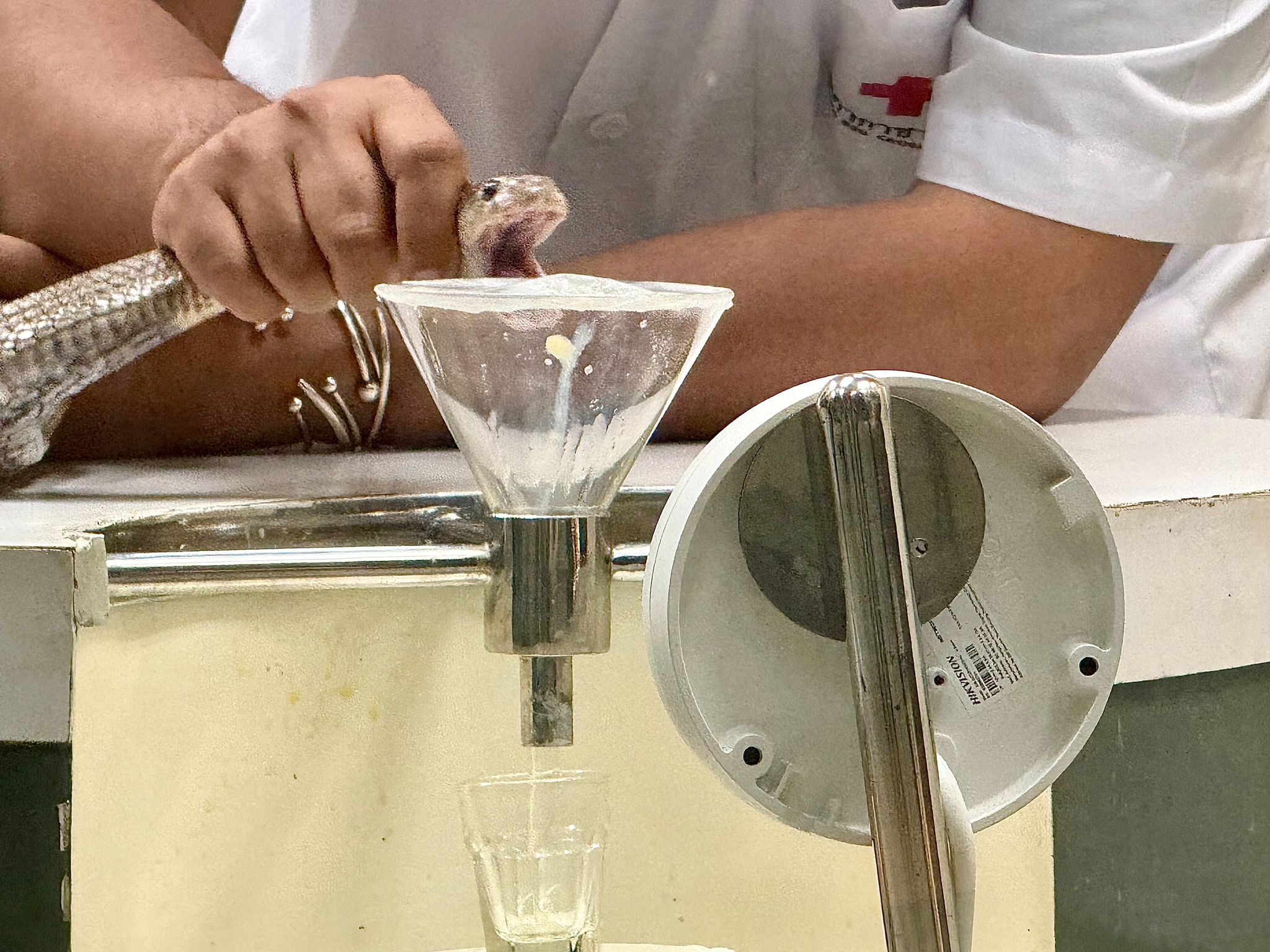 Bangkoks historische «Snake Farm»: Wo Kobras gemolken werden