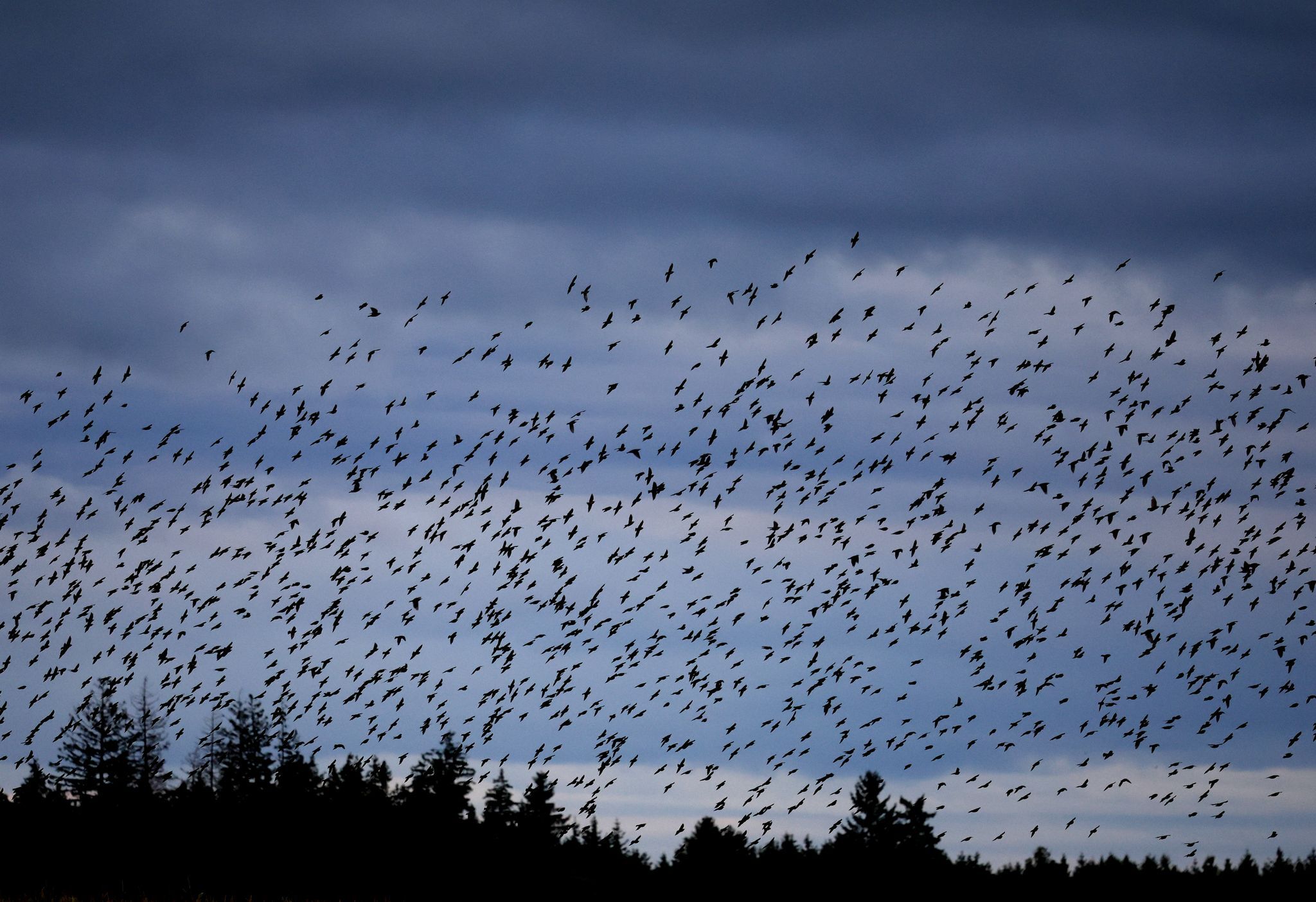 Erste Zugvögel sind zurück – Suche nach Brutrevieren