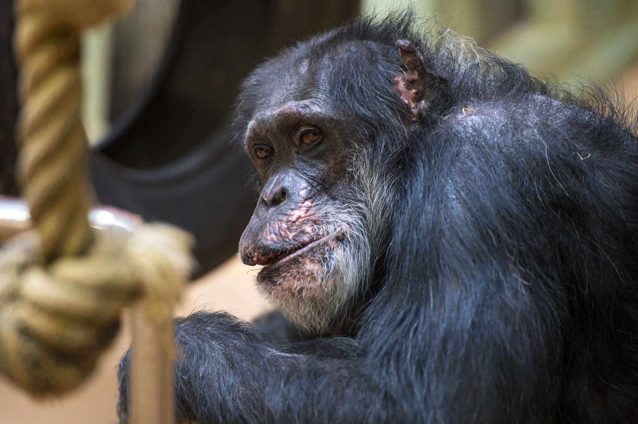 Schimpansenbaby im Tierpark Hellabrunn geboren