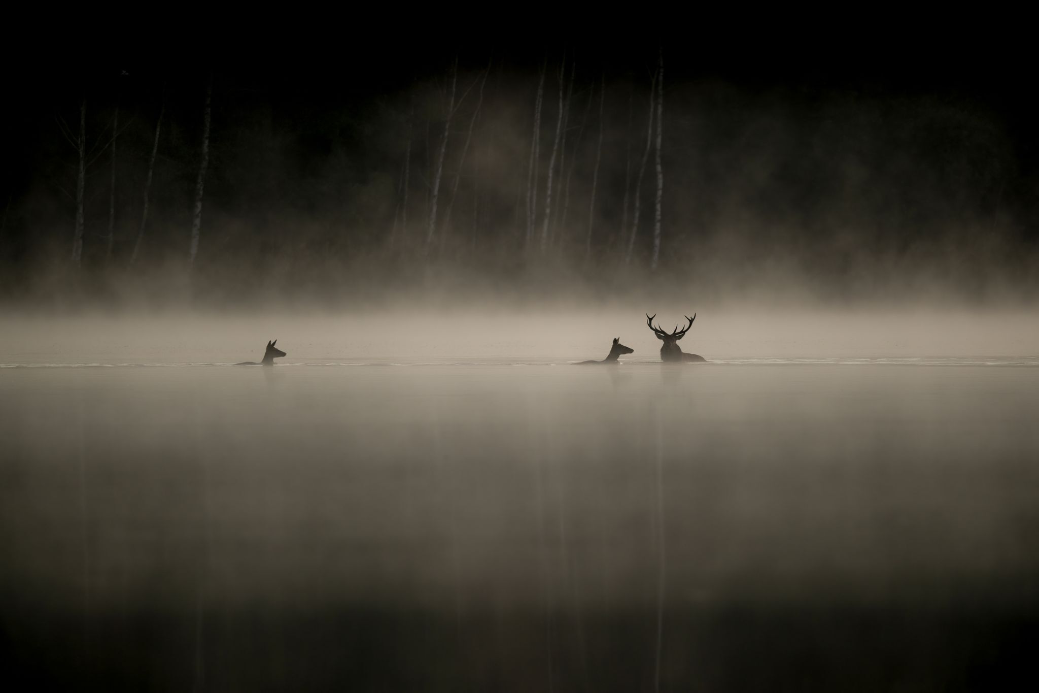 «Das Flüstern der Wälder»: Ein Naturfilm, der viele berührt