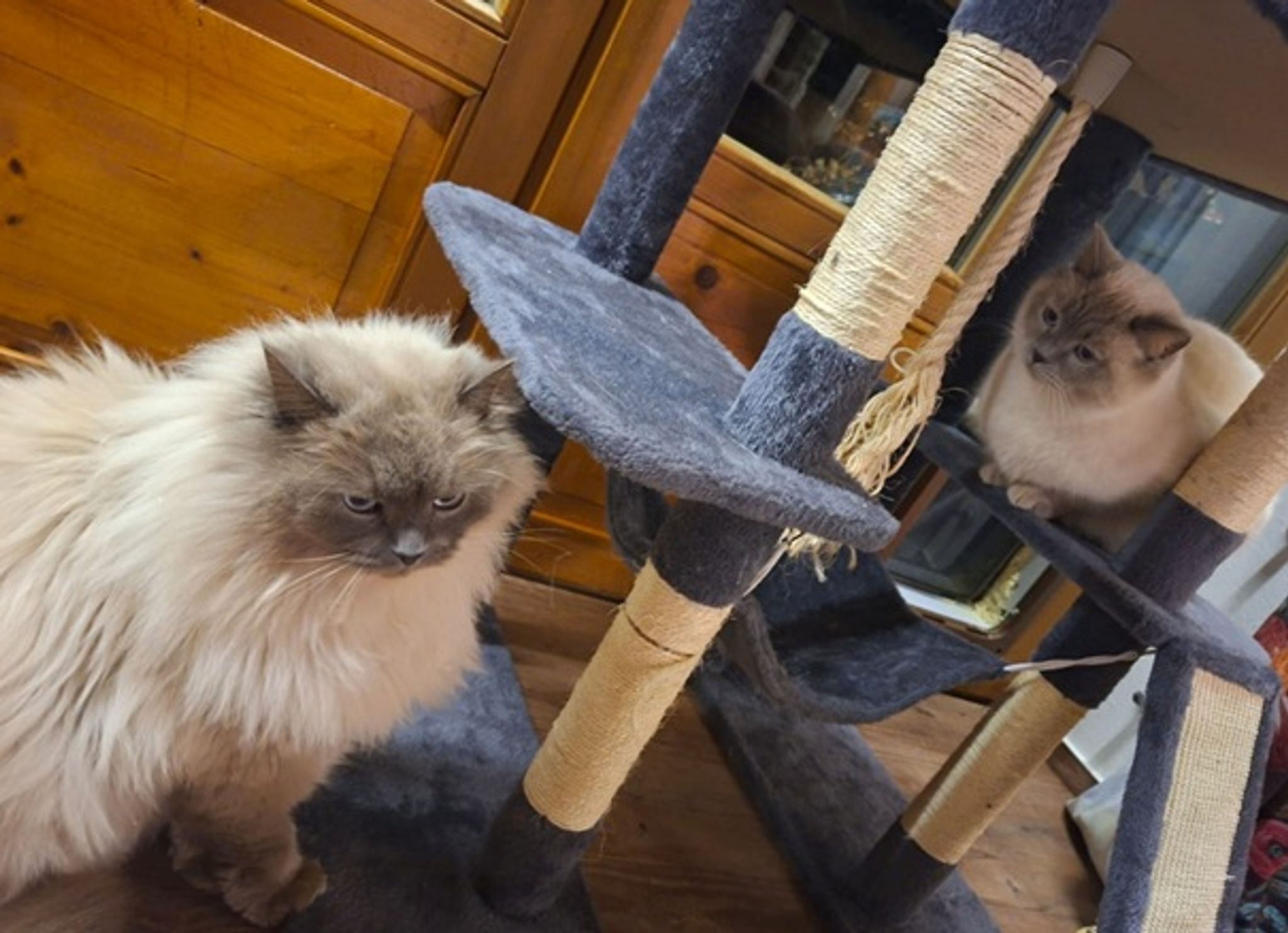 Paar stiehlt bei Umzug Kater von Nachbarin – Happyend