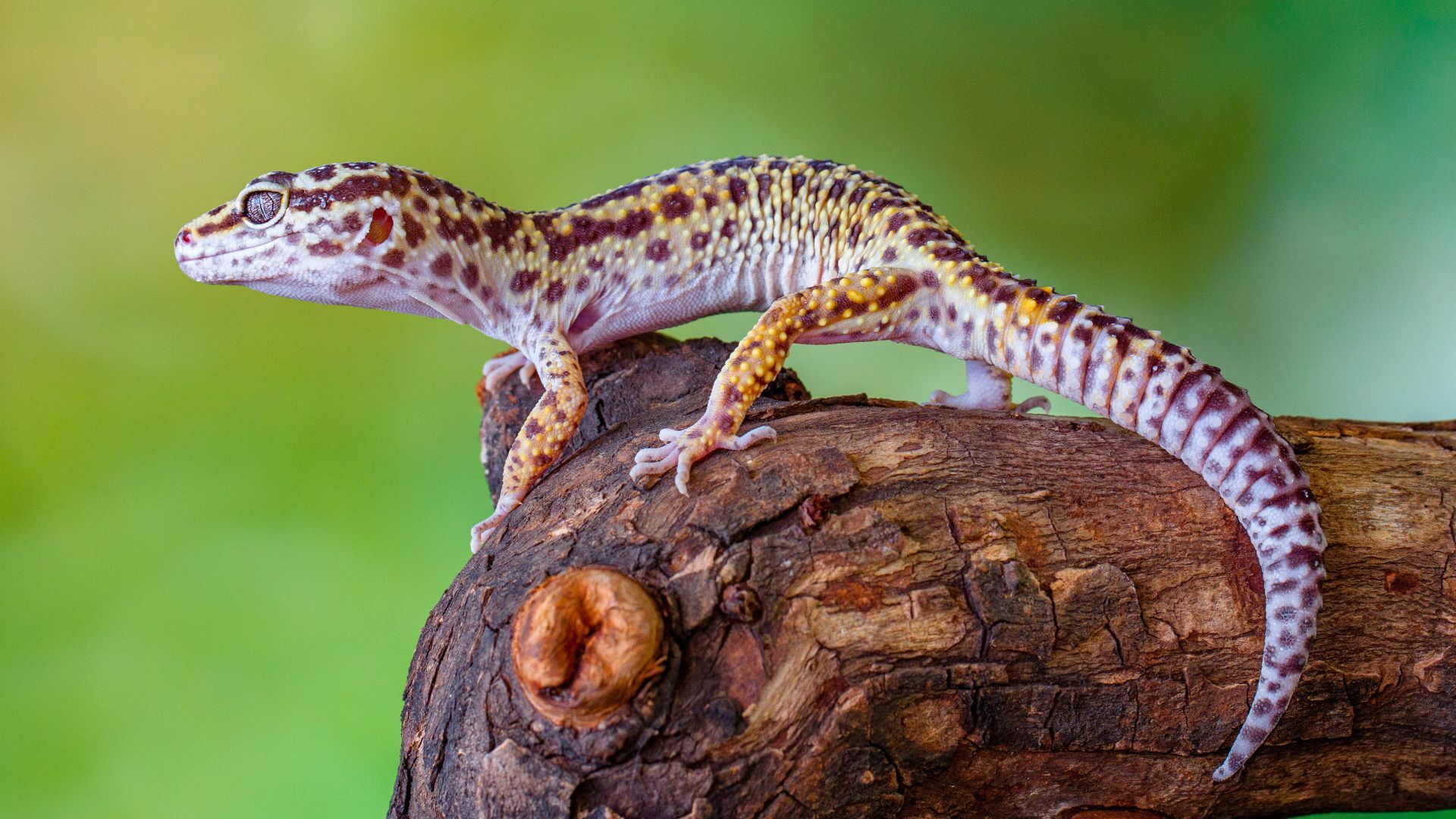 Behördenmitarbeiter entdecken bei einem Tierhalter 32 tote Geckos