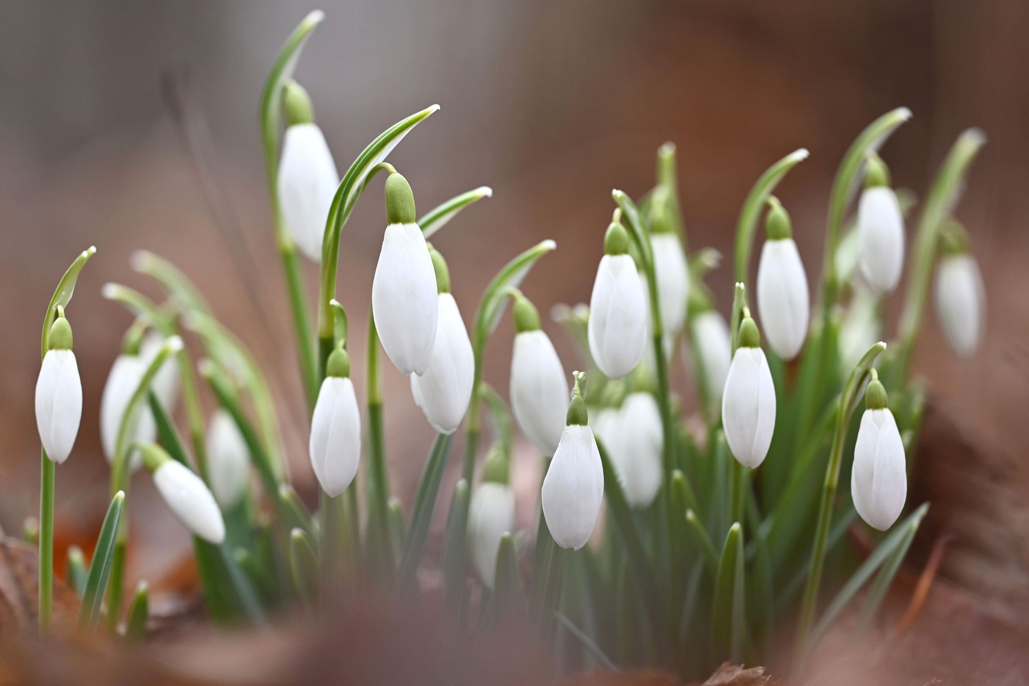 Temperaturen steigen: Schnee geht in Regen über