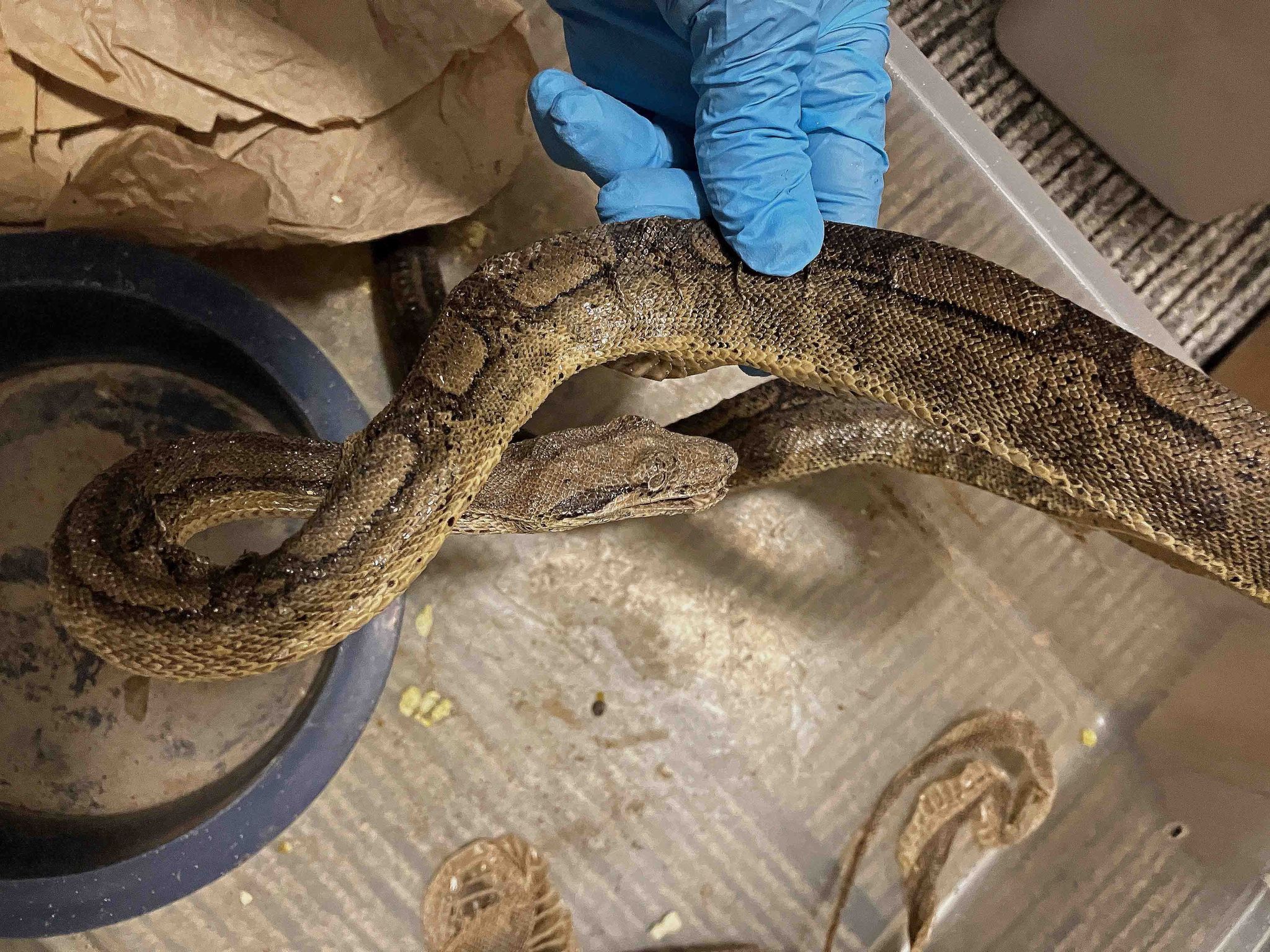 13 Tiere tot: Horror-Schlangenhaltung entdeckt und aufgelöst