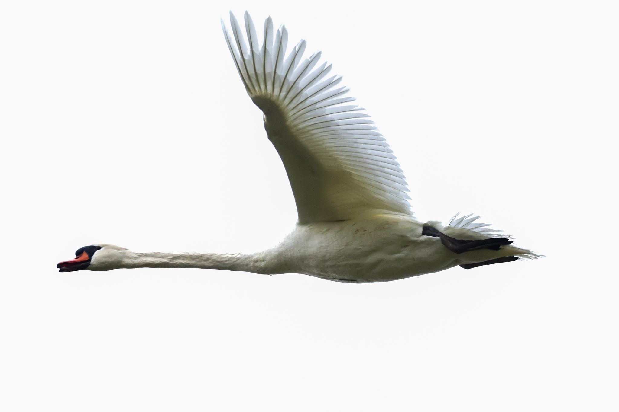 Schwan landet auf A7 und hält Verkehr auf