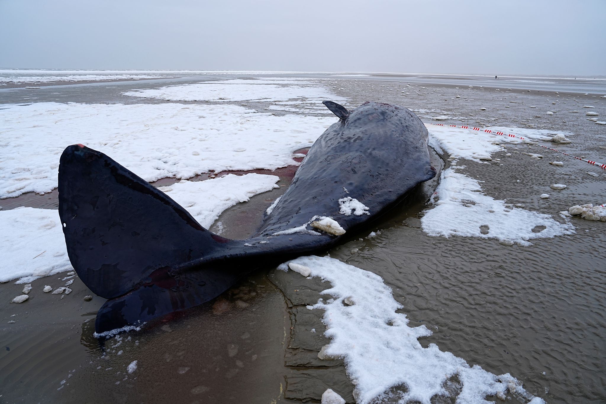 Alle in Dänemark gestrandeten Pottwale gestorben