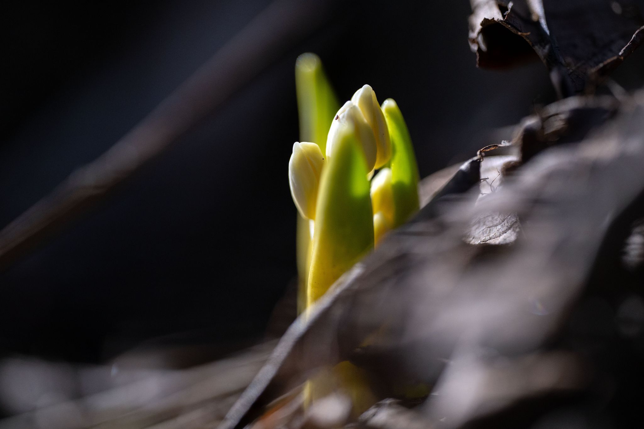 Woche startet nass, grau und mild – Sonne ab Mittwoch