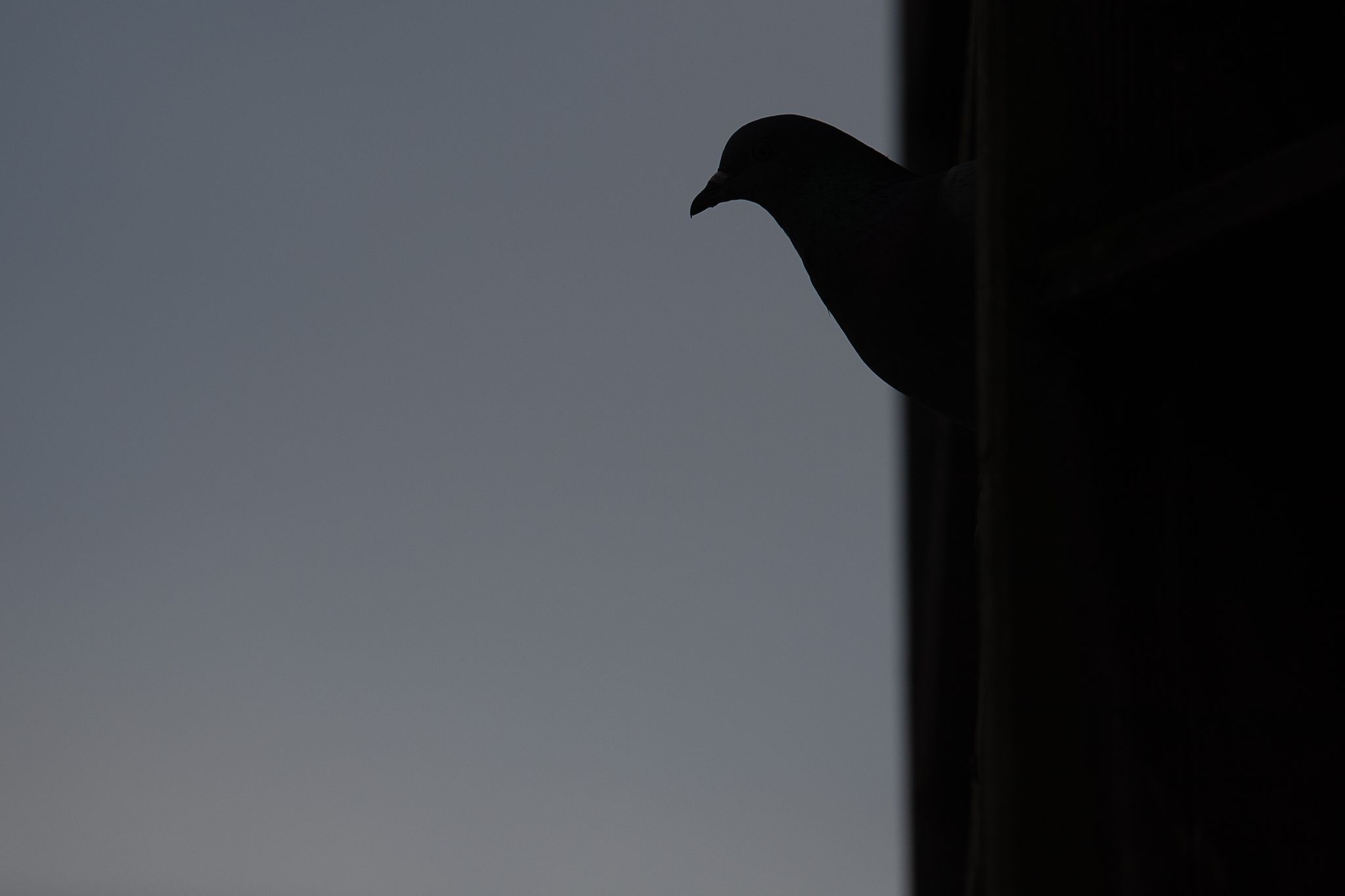 Rund 50 wertvolle Zuchttauben sterben bei Feuer