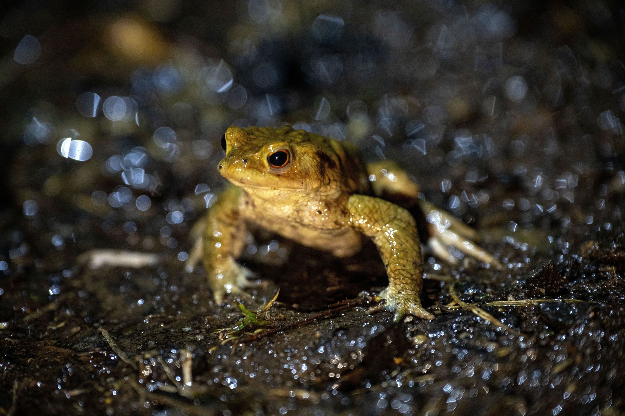 Bayerns Frösche und Kröten starten gefährliche Wanderungen