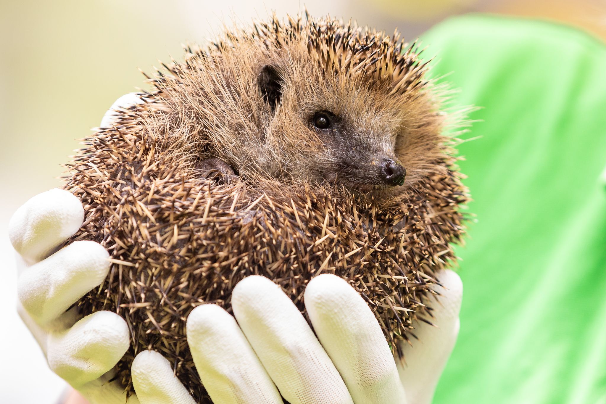 160.000 Menschen für bundesweites Mähroboter-Nachtfahrverbot