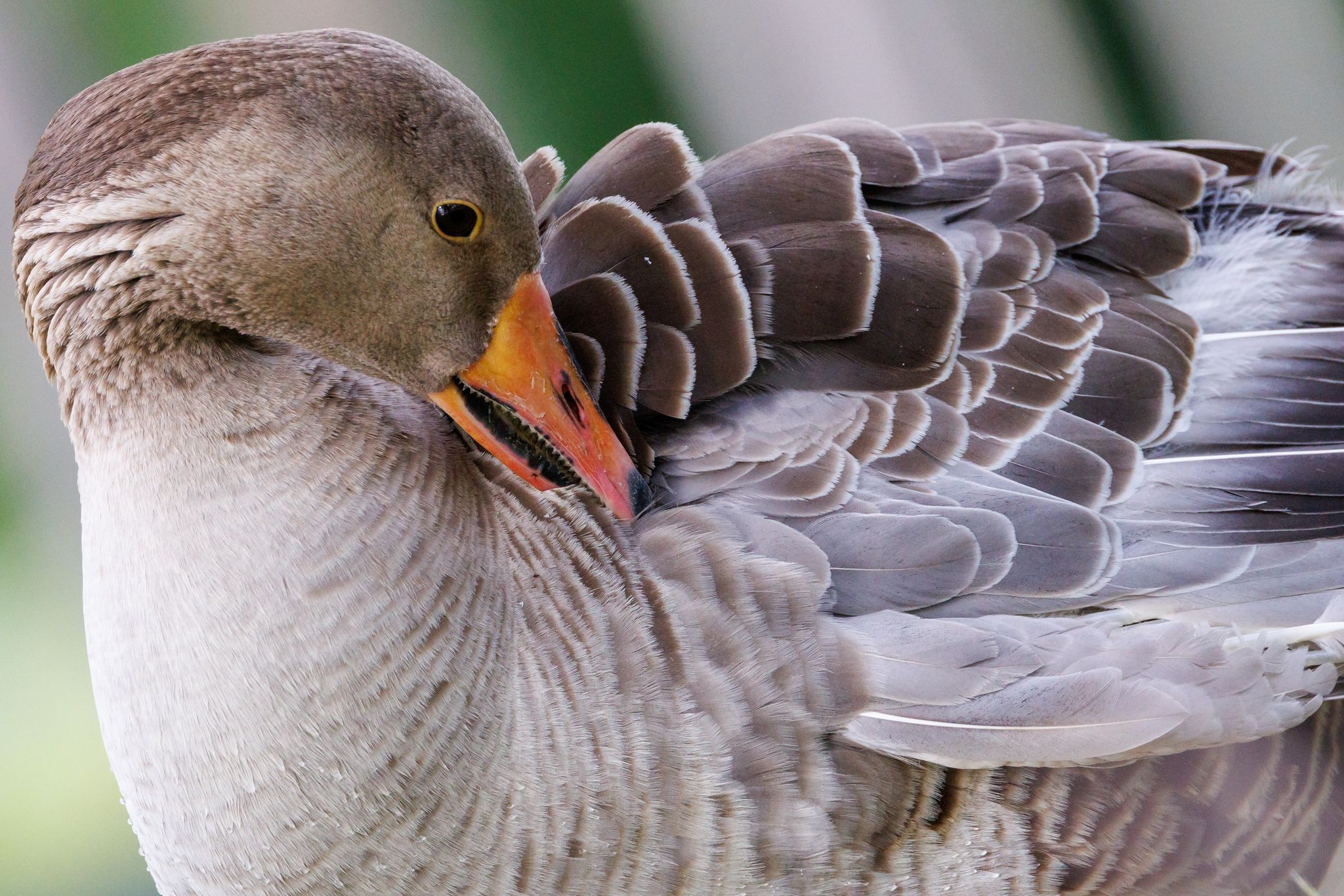 Geflügelpest bei zwei Wildvögeln in Regensburg festgestellt