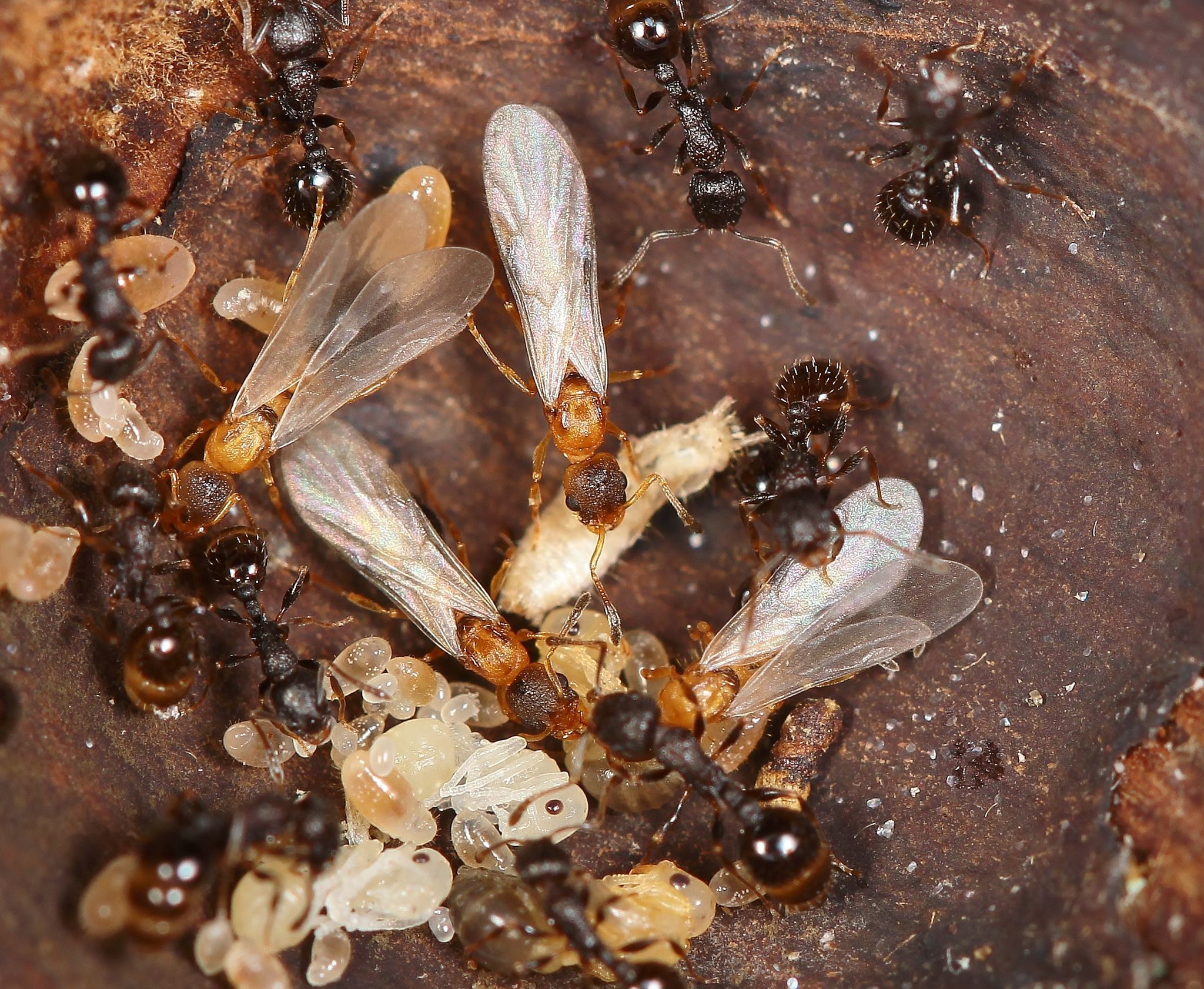 Ameisenart hat keine eigenen Männchen und Arbeiterinnen