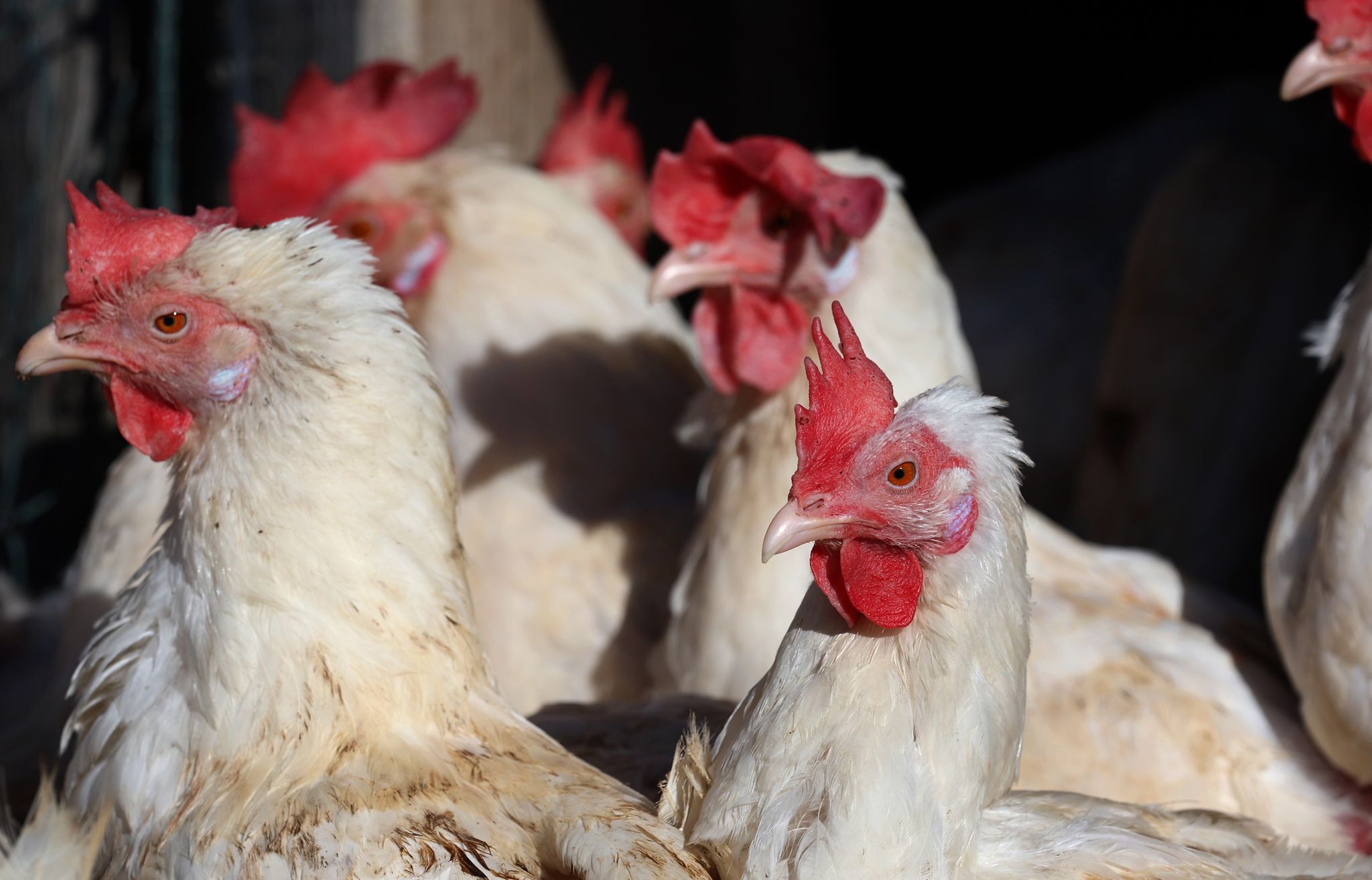 Newcastle-Krankheit: 40.000 Legehennen müssen getötet werden