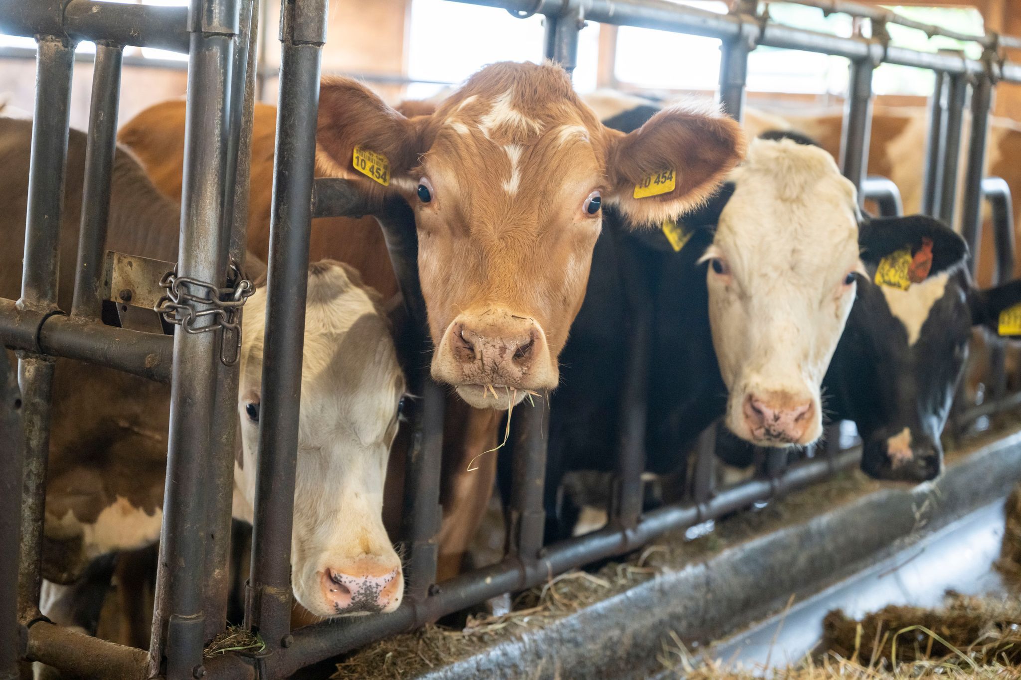 Bulle verletzt Landwirt schwer