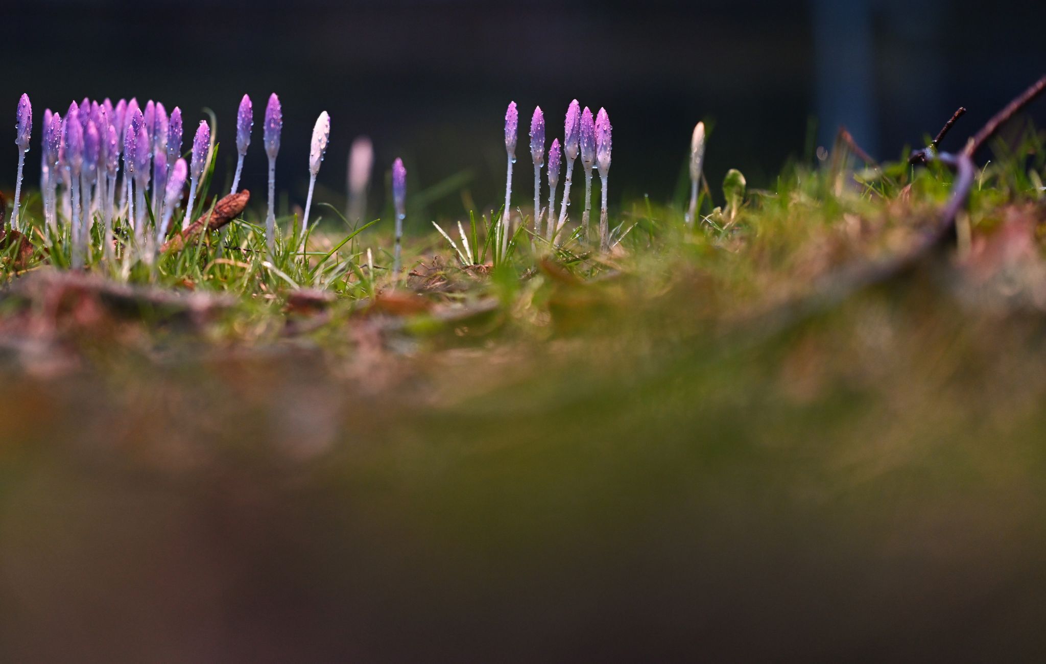 Frühling bleibt vorerst – Sonne und bis 16 Grad am Sonntag