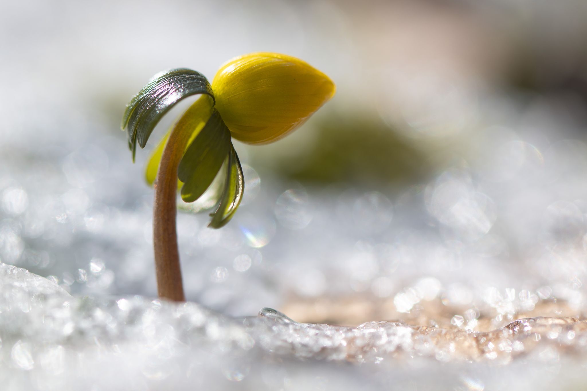 Frühlingserwachen: das Besondere an Krokus, Pollen und Co.