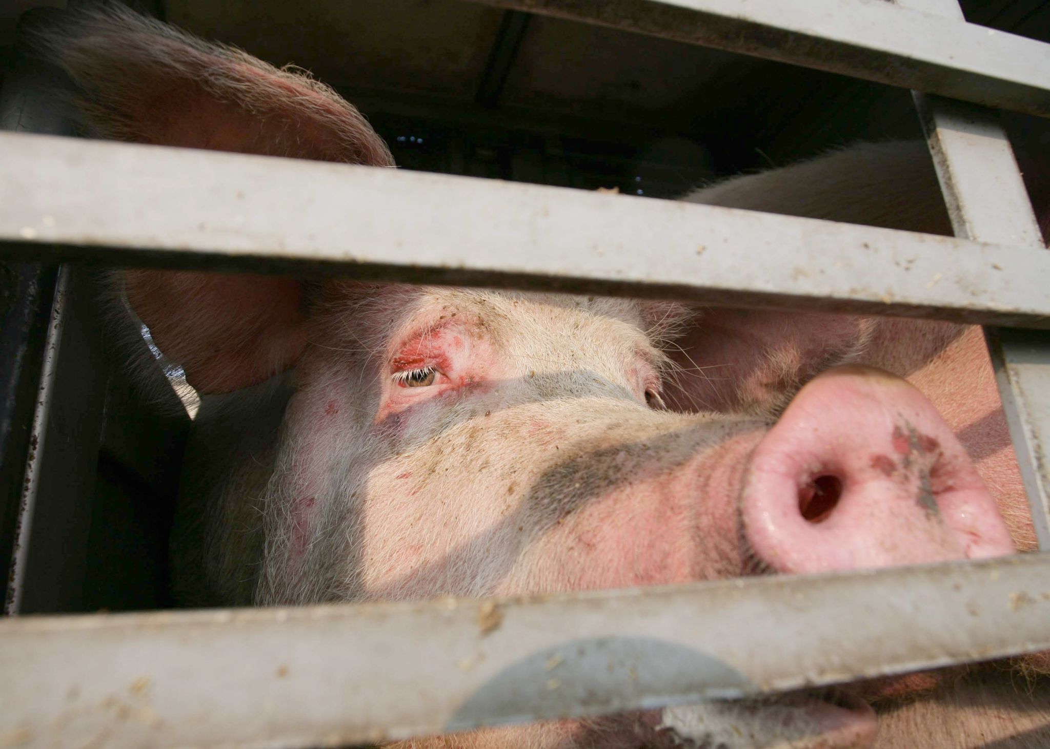 Anhänger mit 93 Schweinen landet in Bach