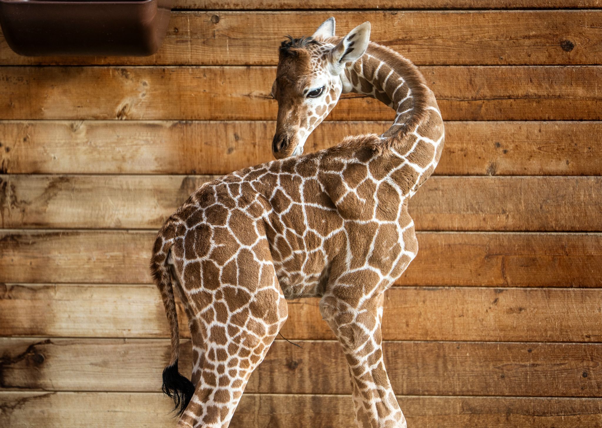 Mit Flasche und Fürsorge: So wächst Giraffenbaby Mumbi auf