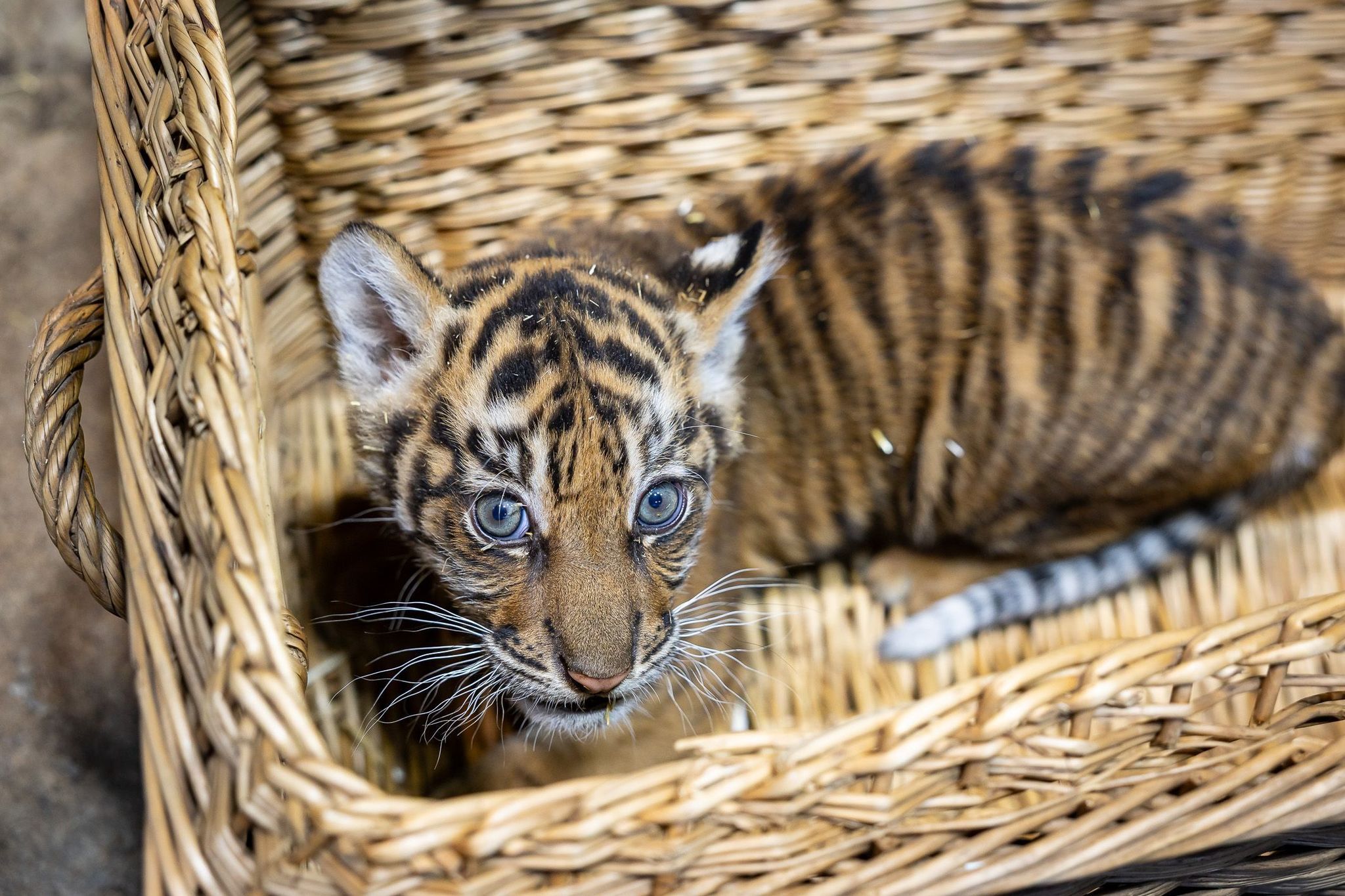 Sumatra-Tiger-Baby im Tierpark Berlin entwickelt sich gut