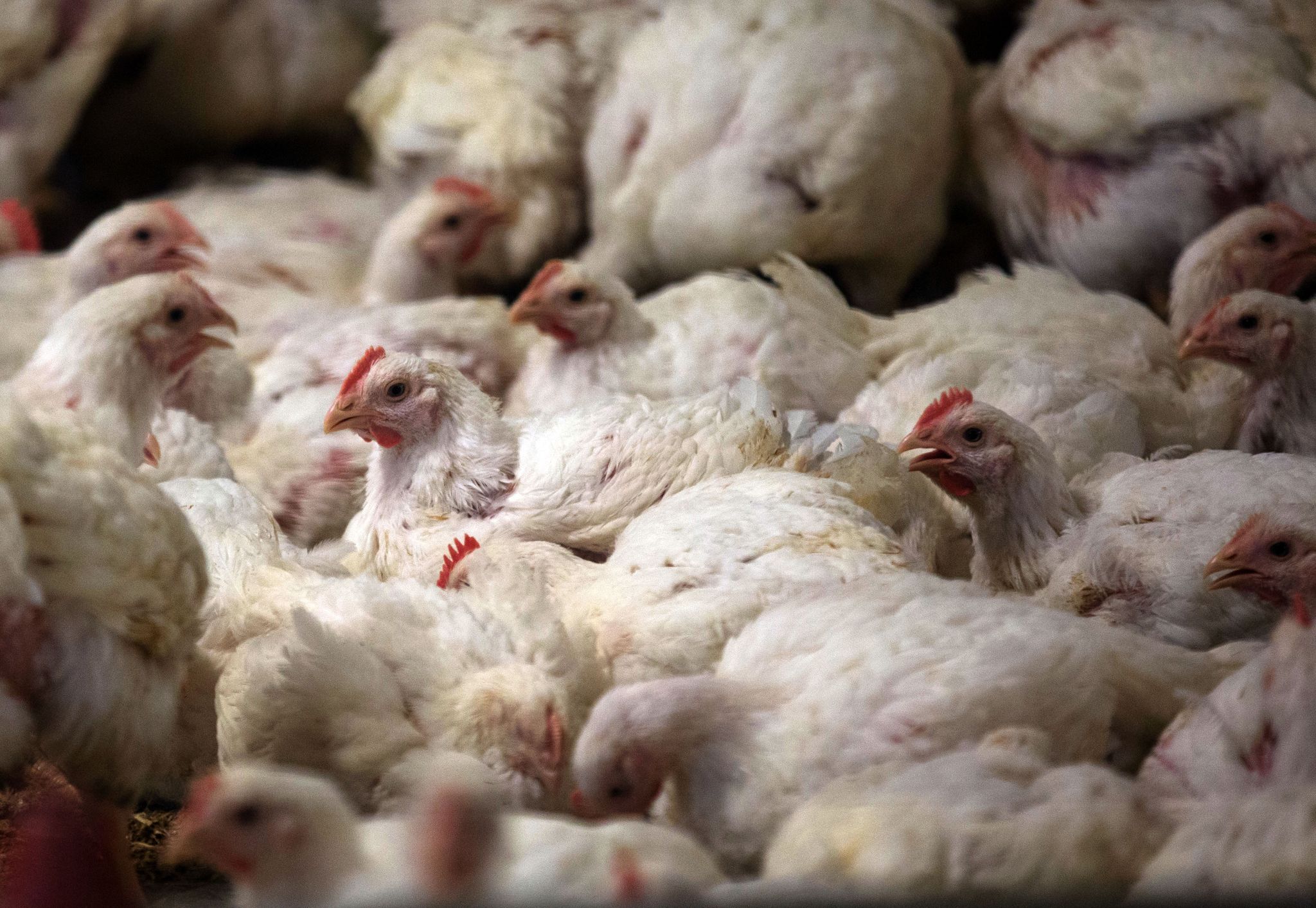 Newcastle-Virus bedroht 30.000 Masthähnchen in Oberbayern