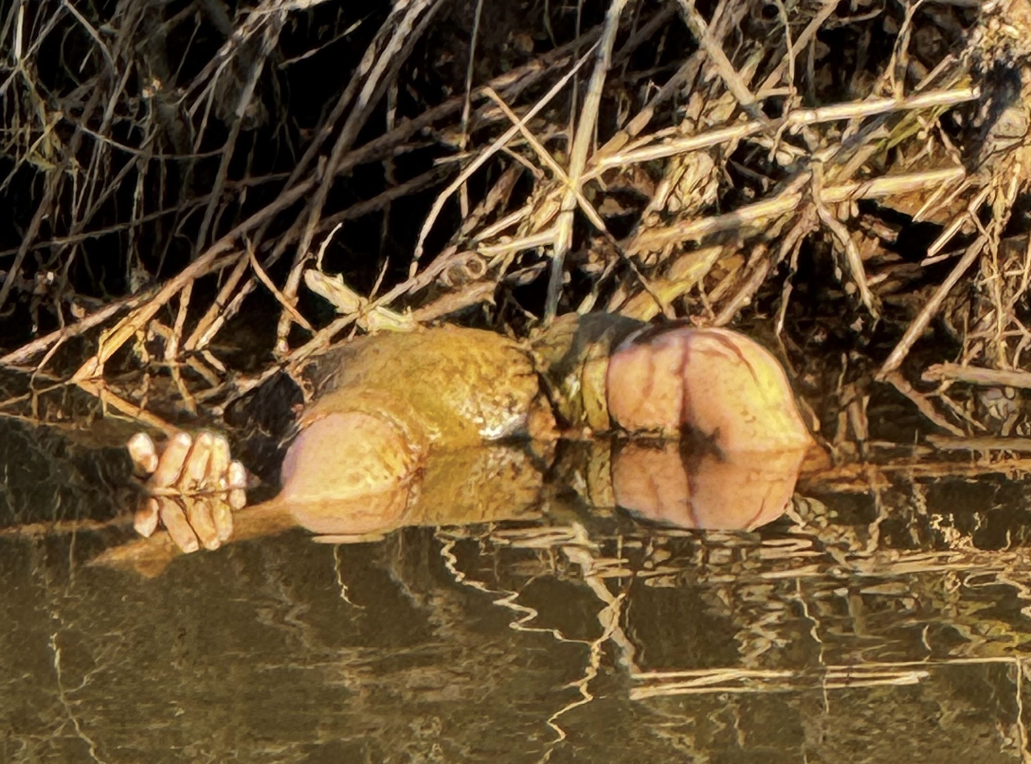 Kinderleiche im Fluss? Polizei fischt Puppe aus der Mümling