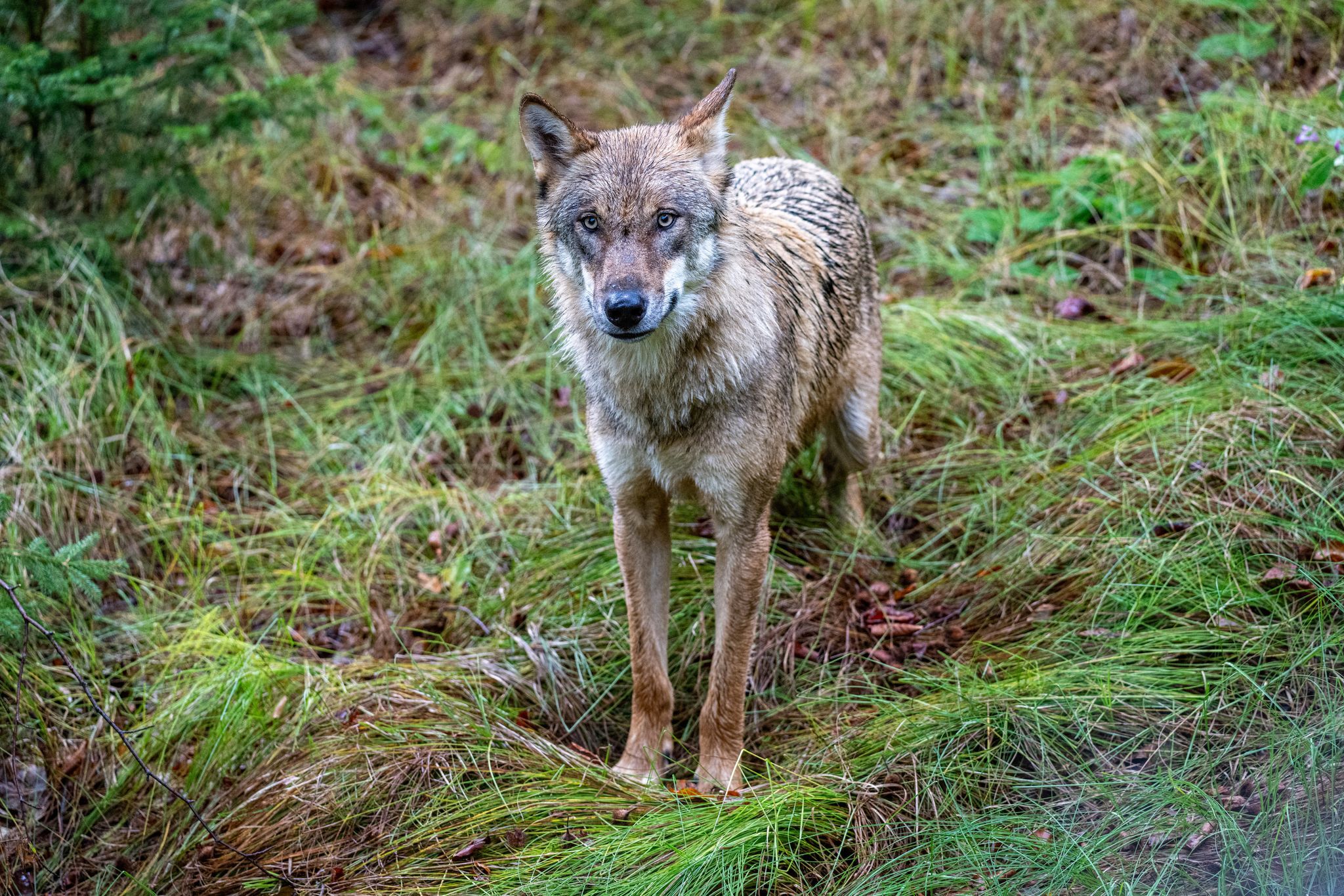 Joggerin fotografiert Wolf