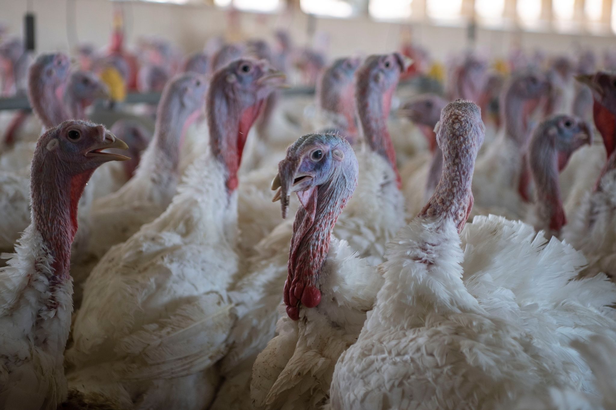 Newcastle-Krankheit breitet sich auf Geflügelhöfen aus