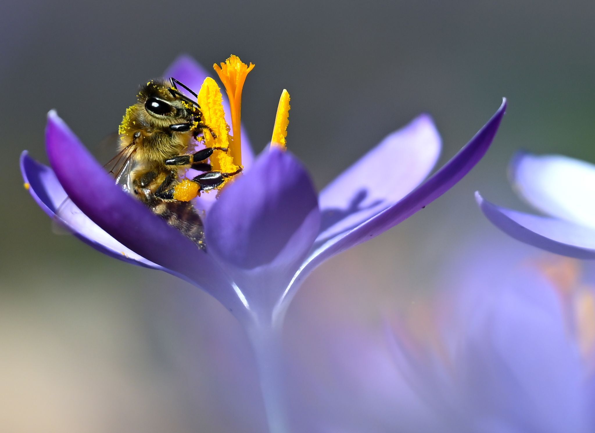 Frühling mit Sonne, Blüten und kalten Nächten