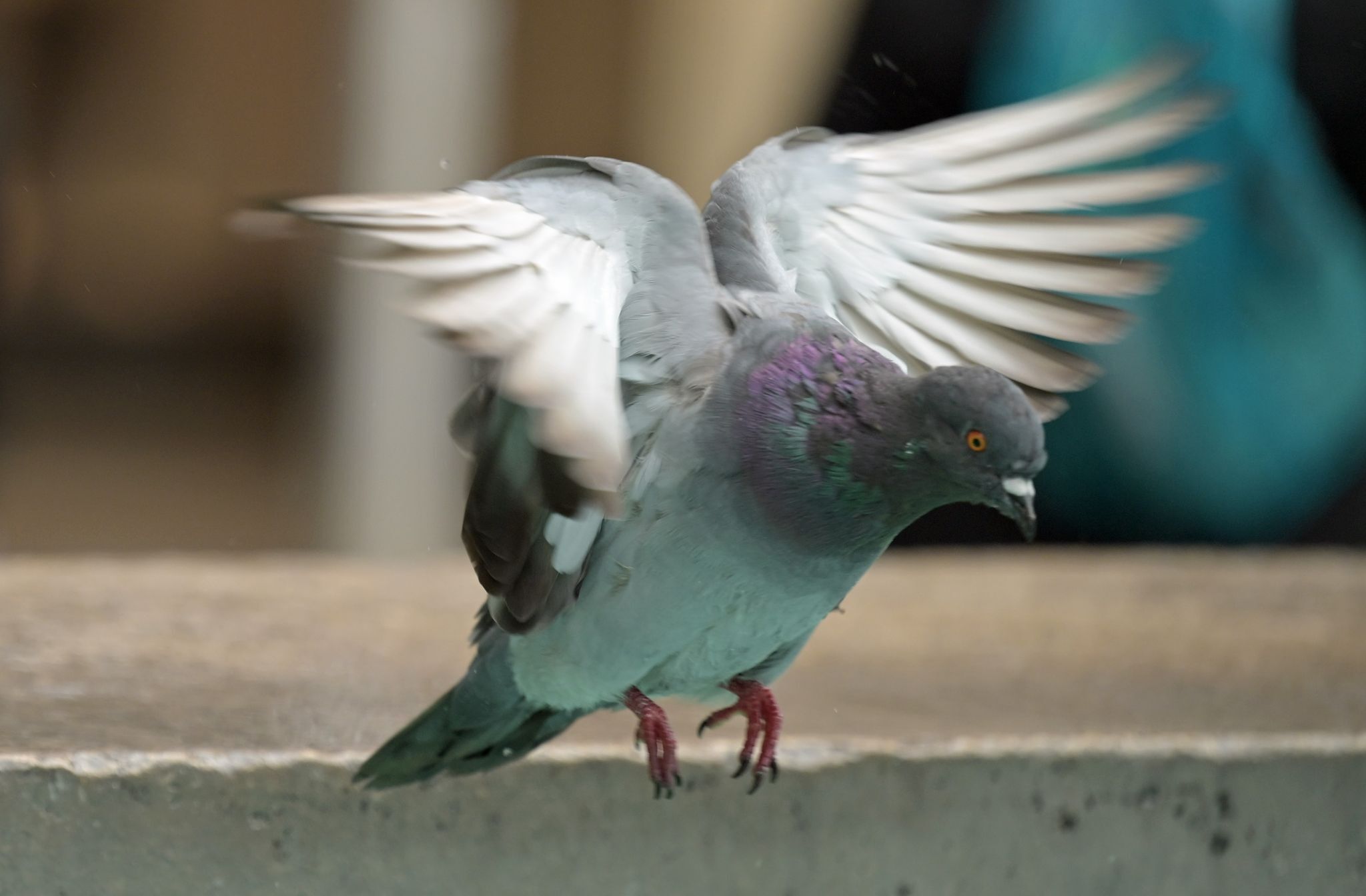 Tauben hinter Gittern – Handwerker sperren Tiere ein