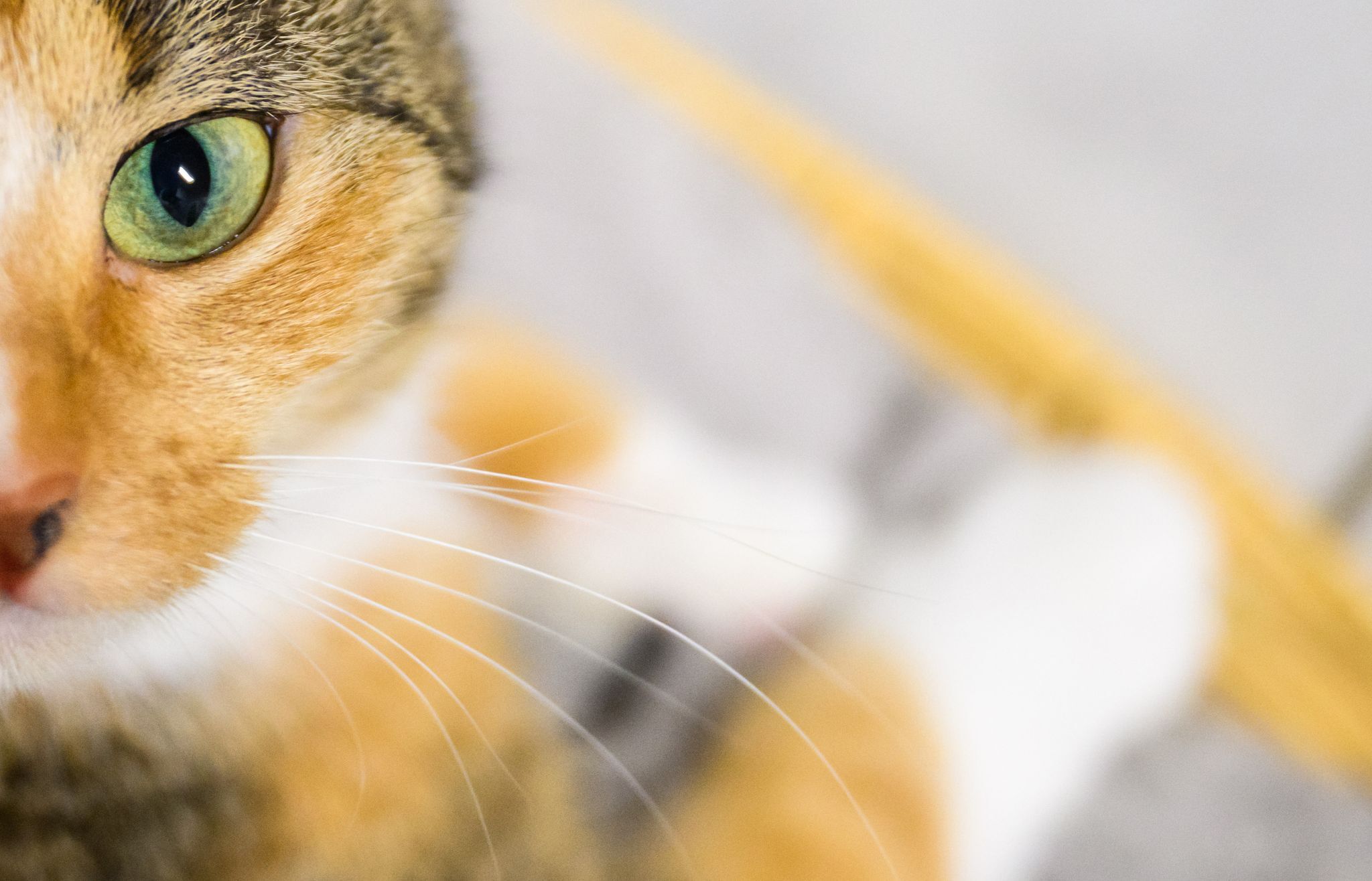 Katzenkauf im Internet – Frau fällt auf Betrüger herein