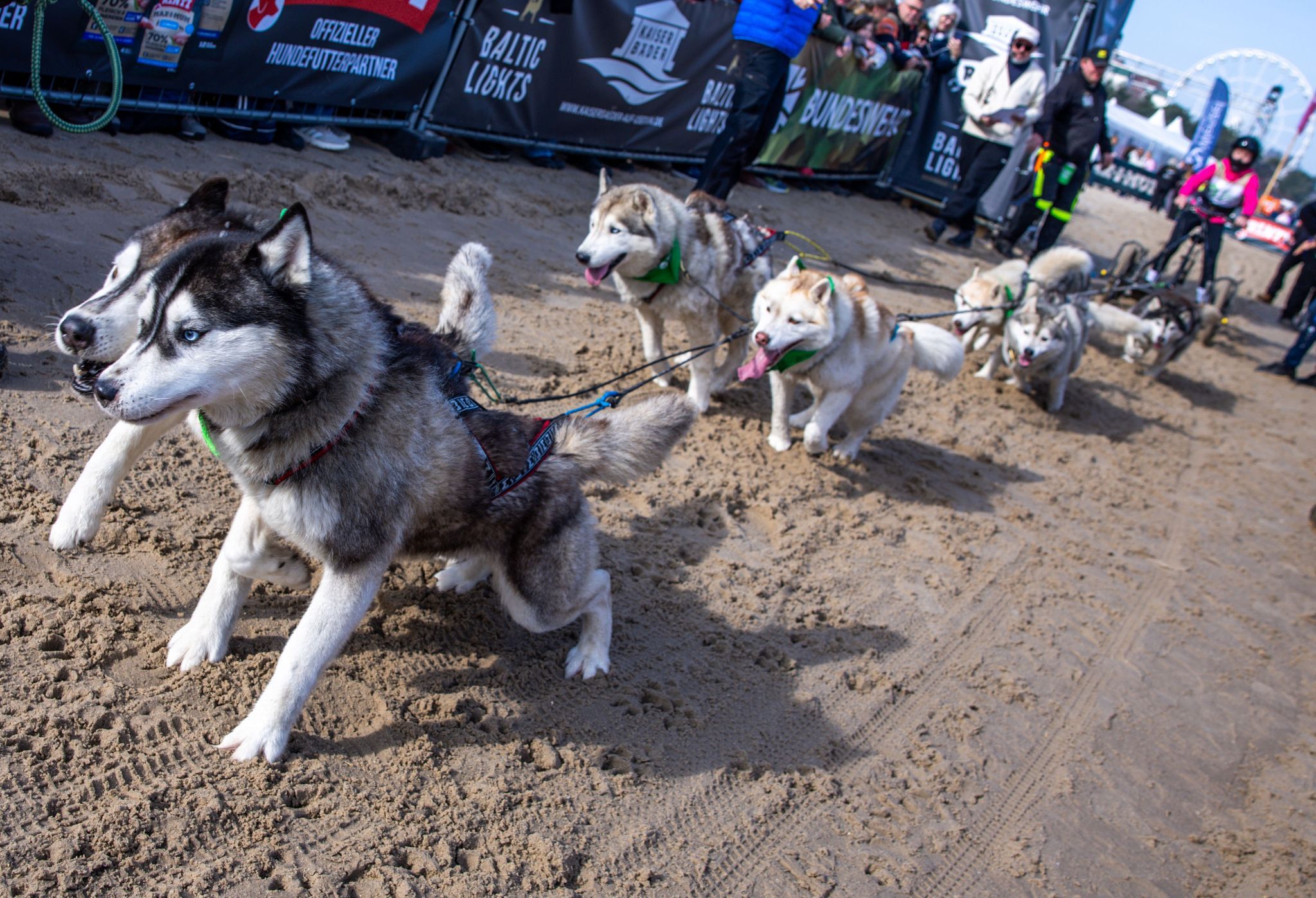 Schlittenhunde jagen über den Strand von Usedom