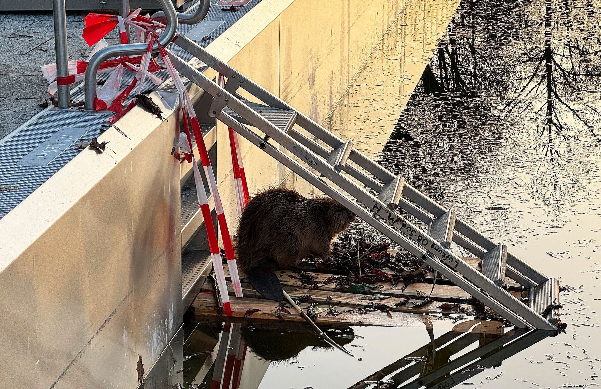 Biber im Becken – Nagetier verirrt sich ins Freibad