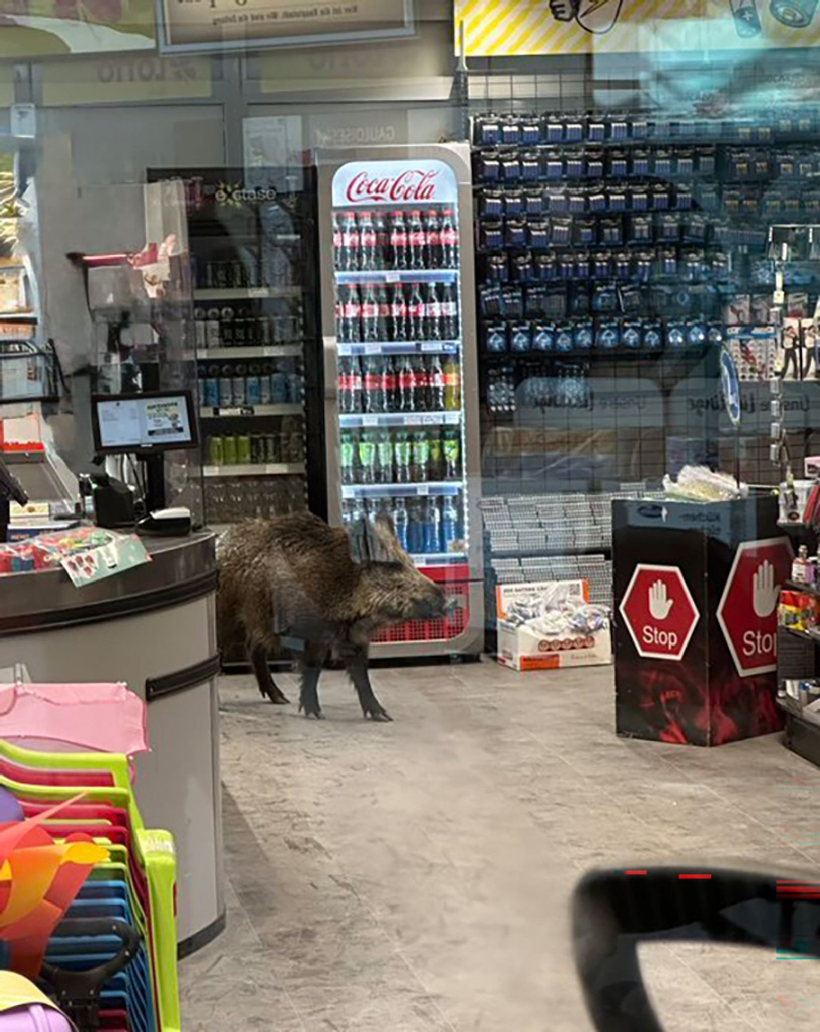 Wildschwein nach Ausflug in Einkaufszentrum wieder frei