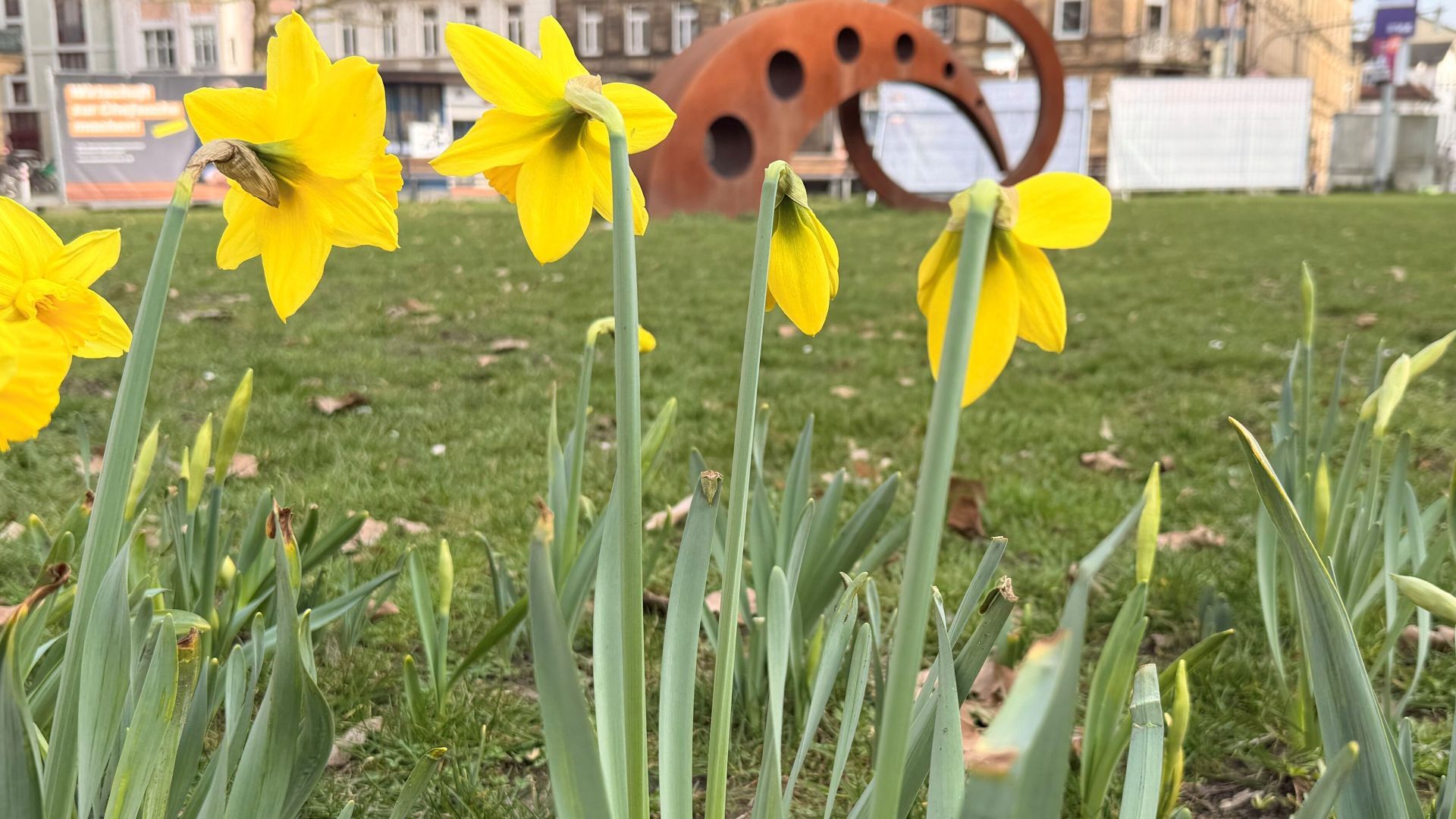 Frühling in Bamberg: Stadtgärtner setzen auf Blütenmeer in sechs Grünanlagen