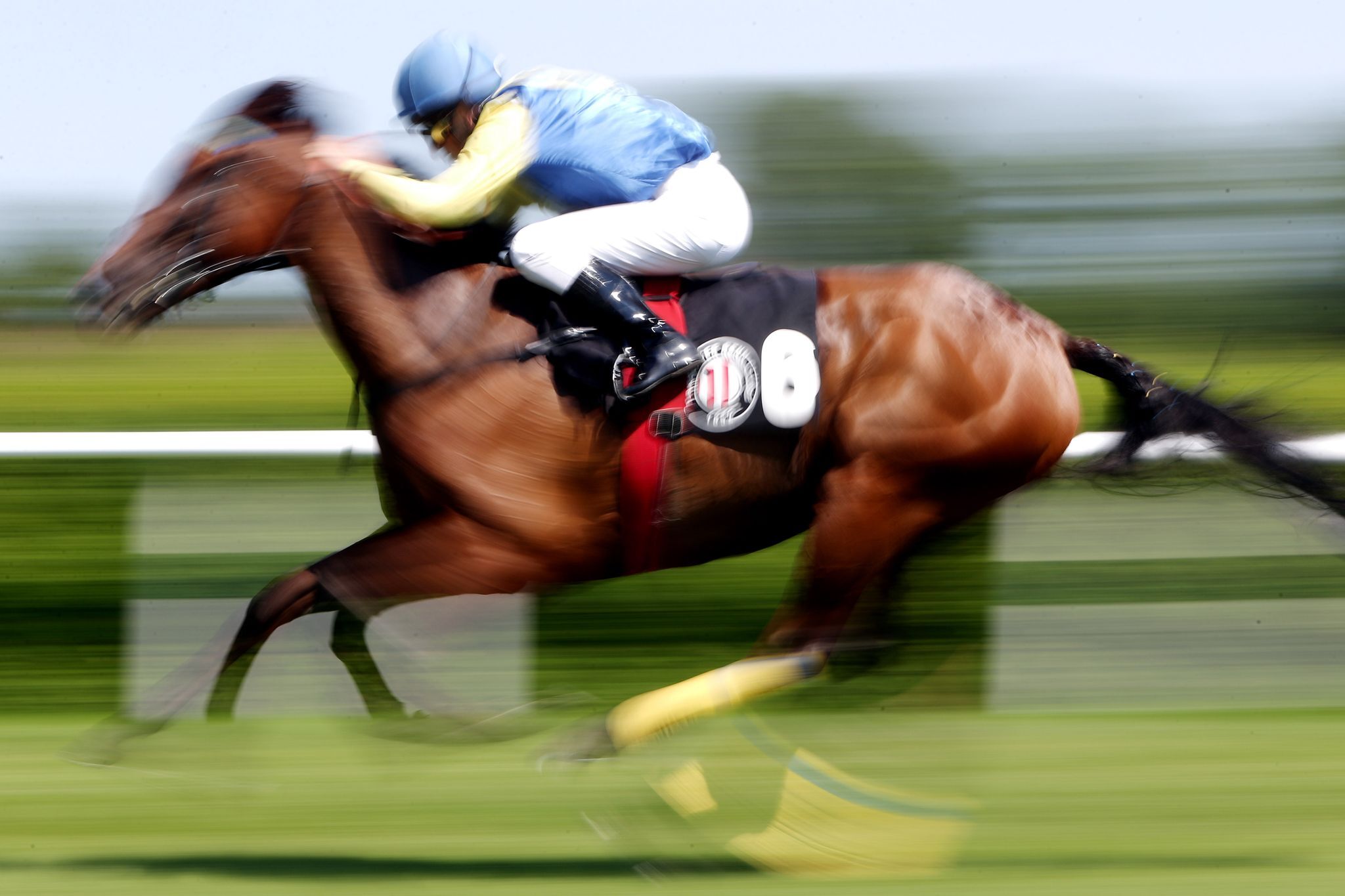 Mikrochip im Essen gehörte zu ehemaligem Rennpferd