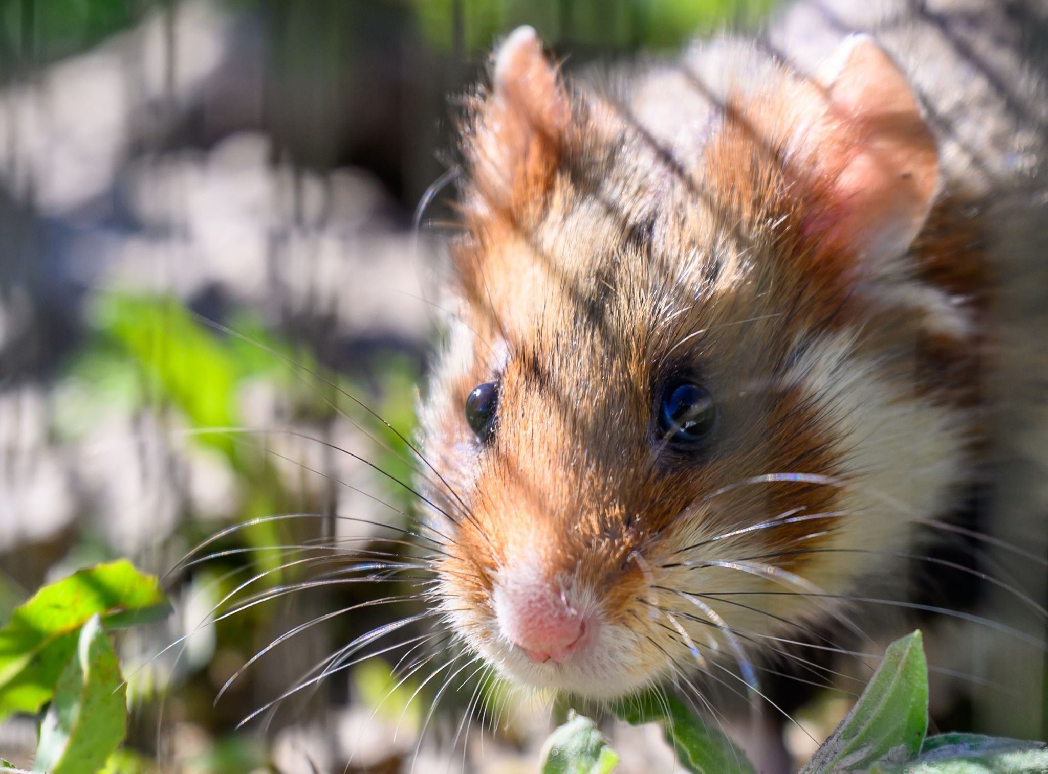 Hamster im Greifautomat empören Chinesen