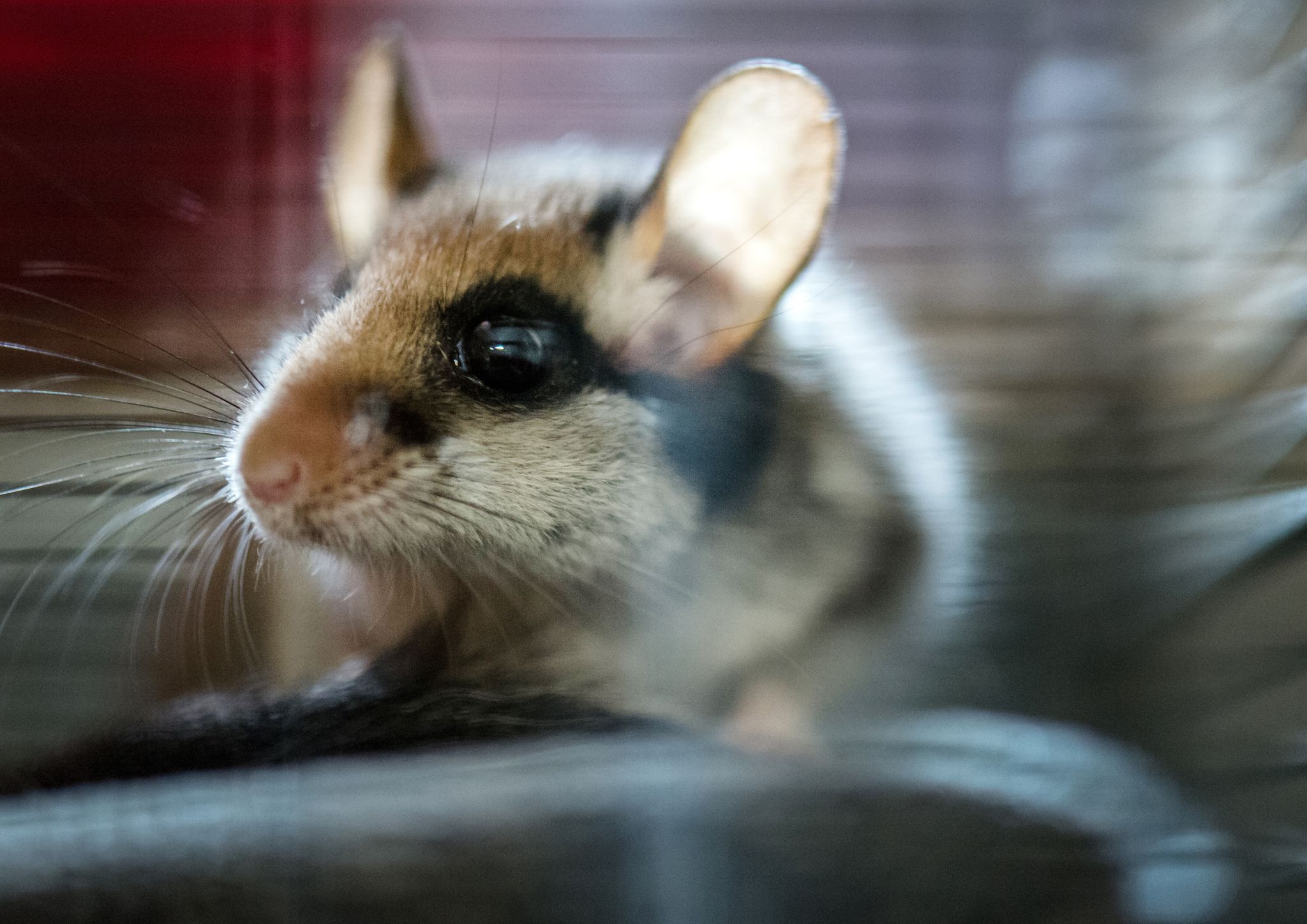 Wer entdeckt einen Gartenschläfer? – Mithilfe gefragt