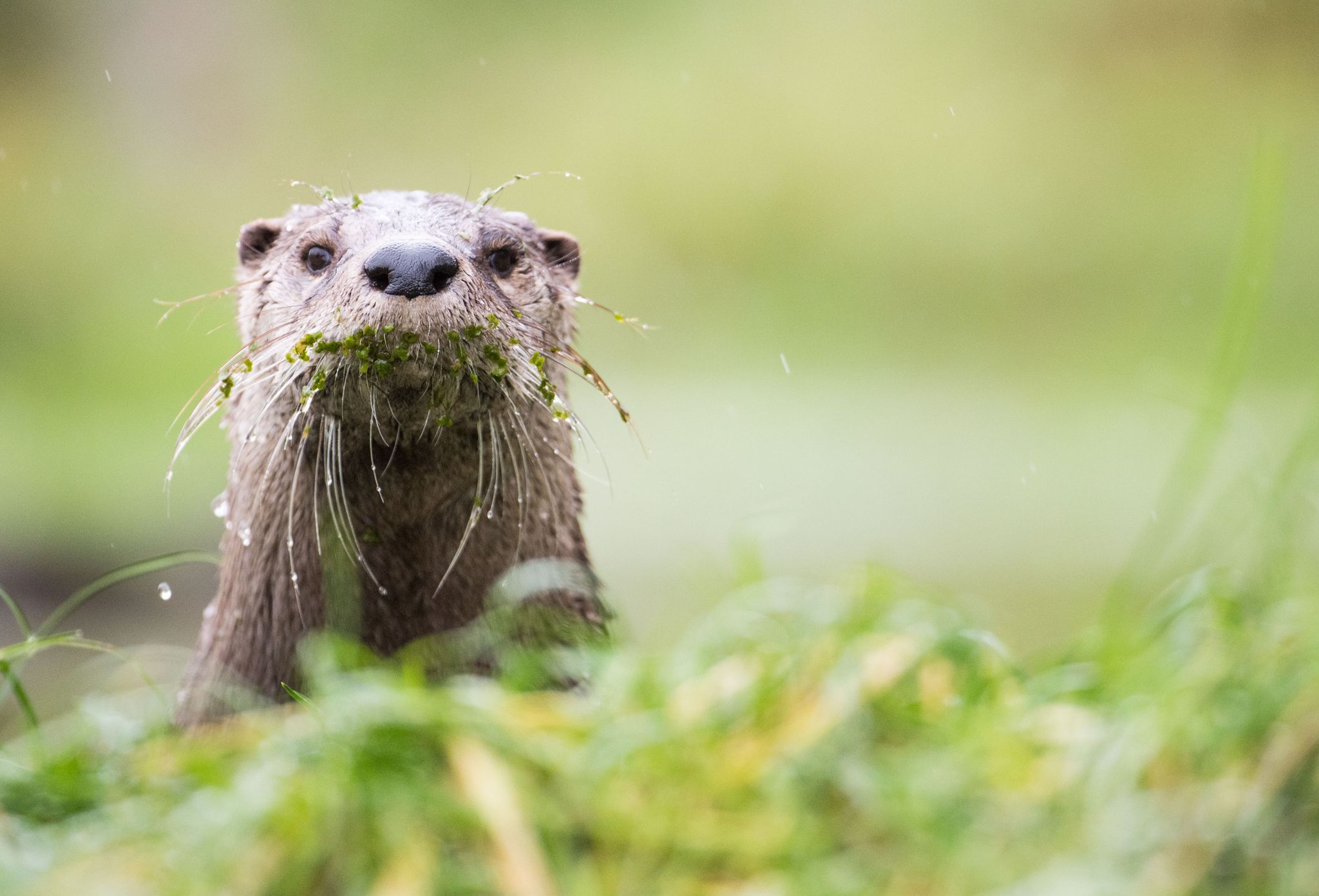 VGH stoppt erneut Bayerns Abschussregeln für Fischotter