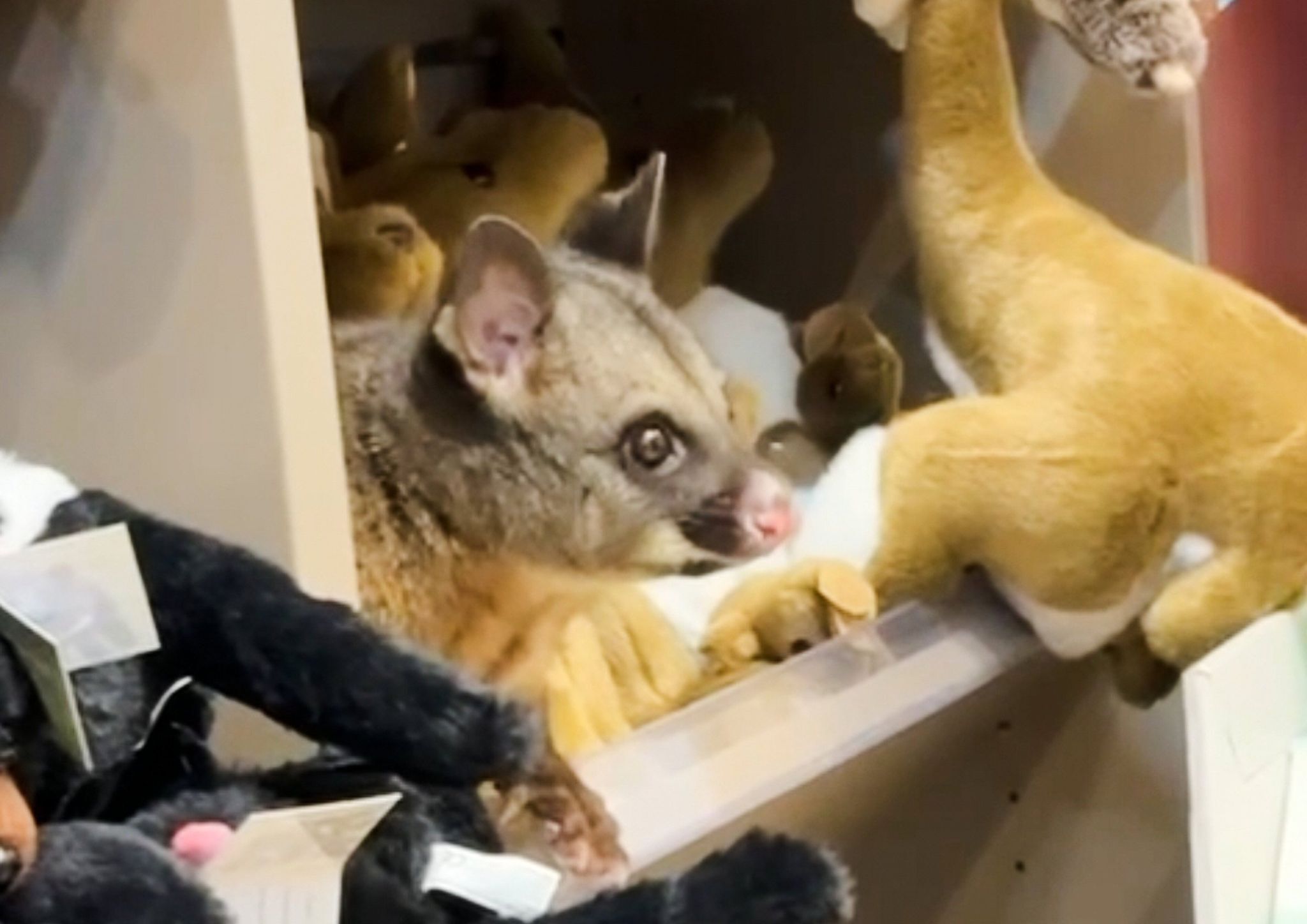 Possum versteckt sich im Souvenirshop zwischen Plüschtieren