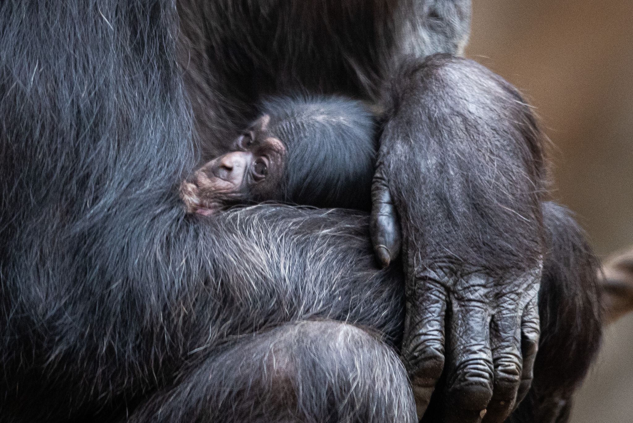 Tierpark sucht Name für Schimpansen-Baby