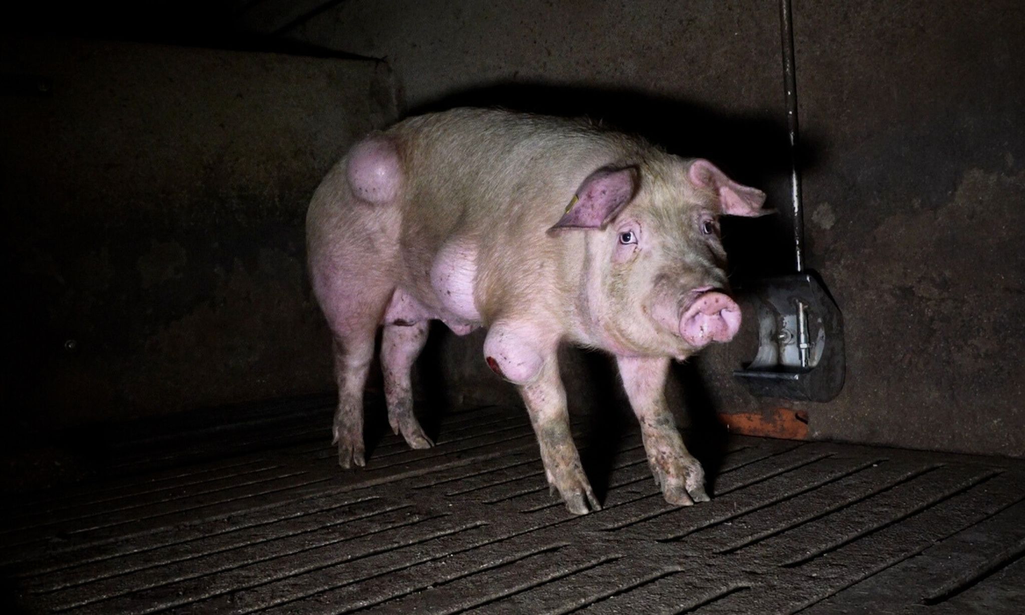 Horror-Schweinemast in Spanien: Krankheiten, Kadaver, Ratten