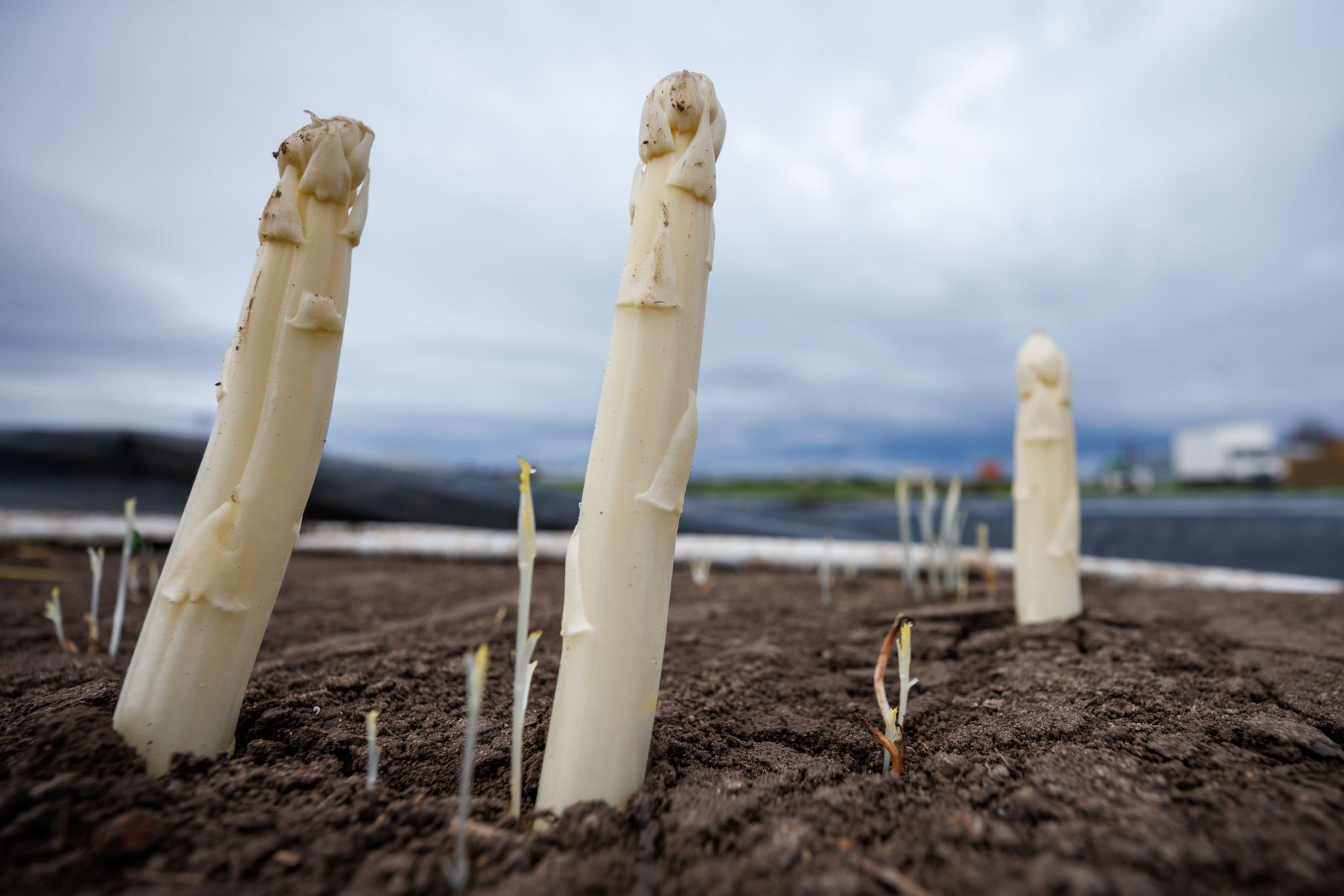 Erster Spargel geerntet – Saison startet im April richtig