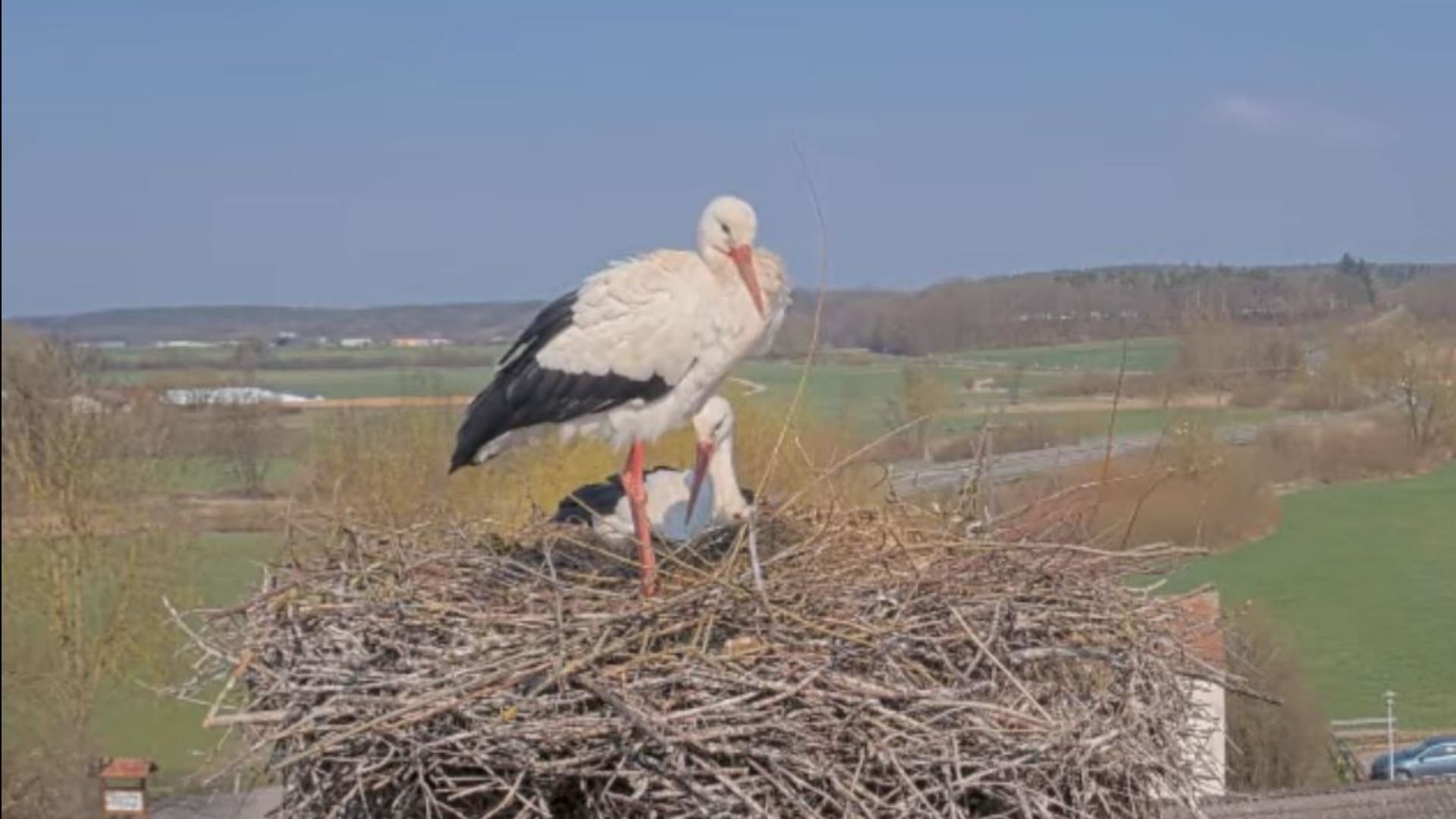 Storchenpaar zurück in Frensdorf