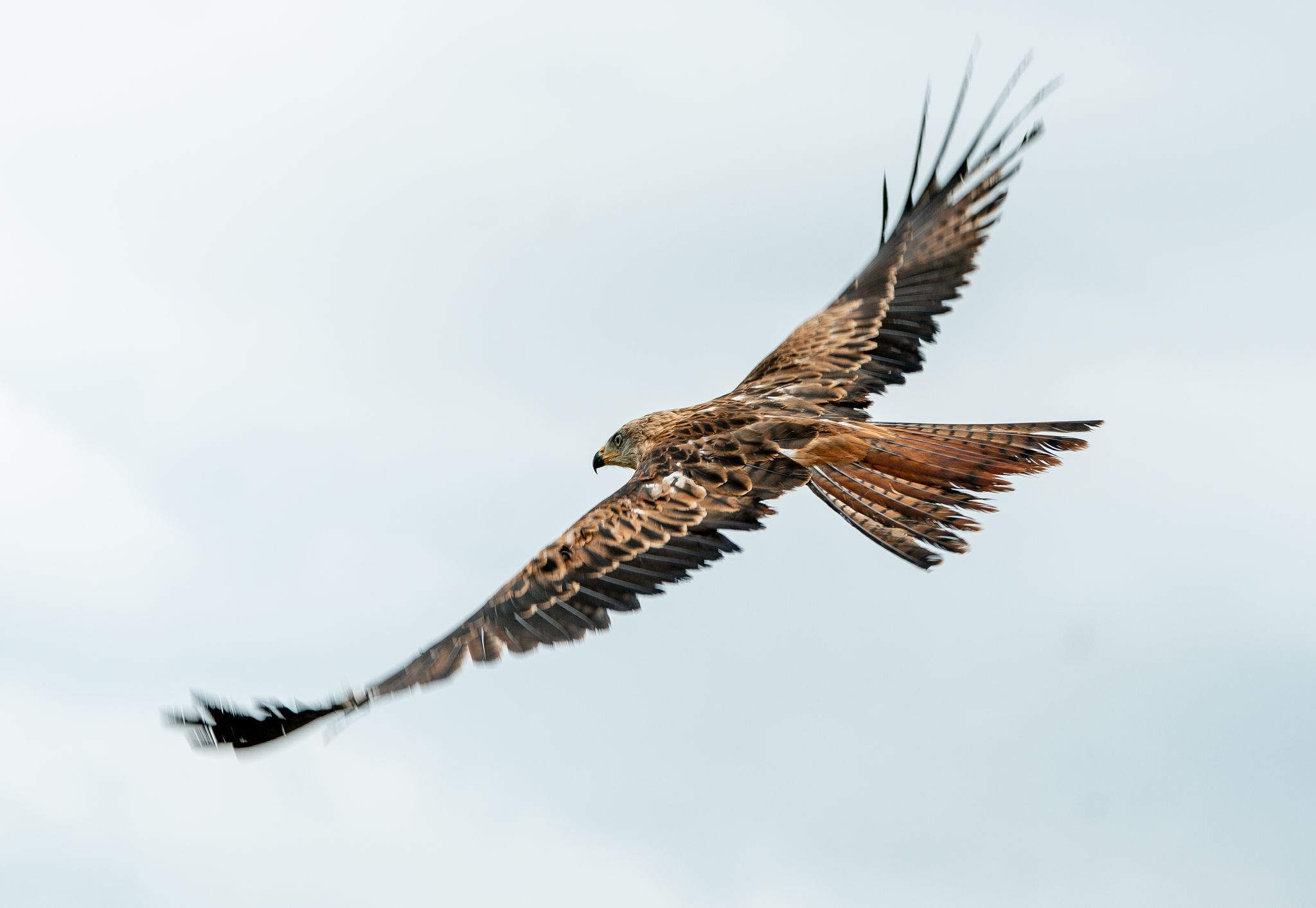 Toter Rotmilan gefunden – Polizei vermutet Tiervergiftung