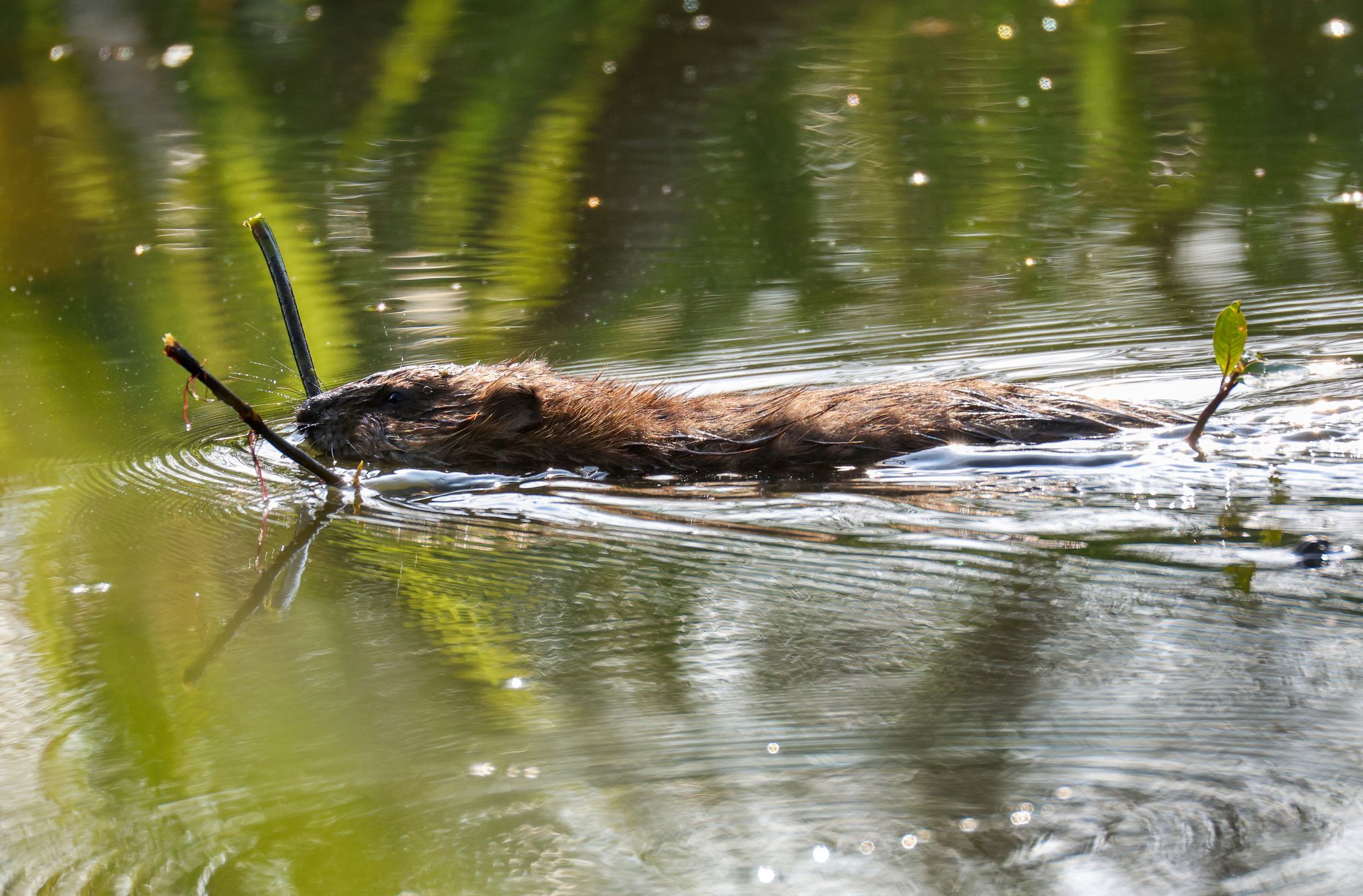 Zwei tote Biber in Oberbayern entdeckt – Polizei ermittelt