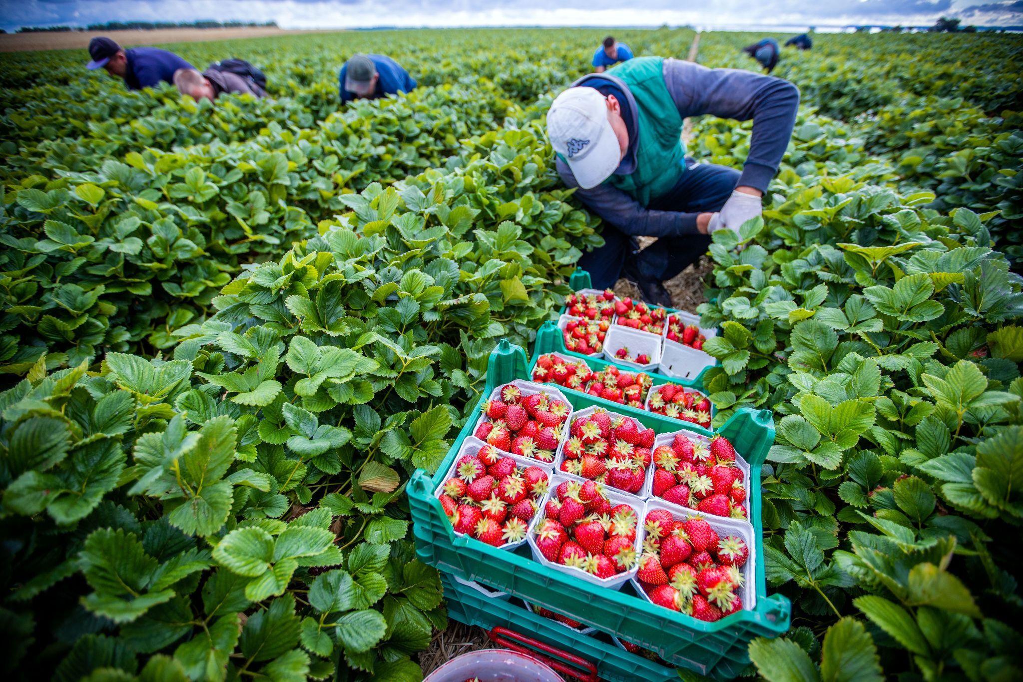 Agrarminister: keine Einigung auf Mindestlohn-Ausnahmen