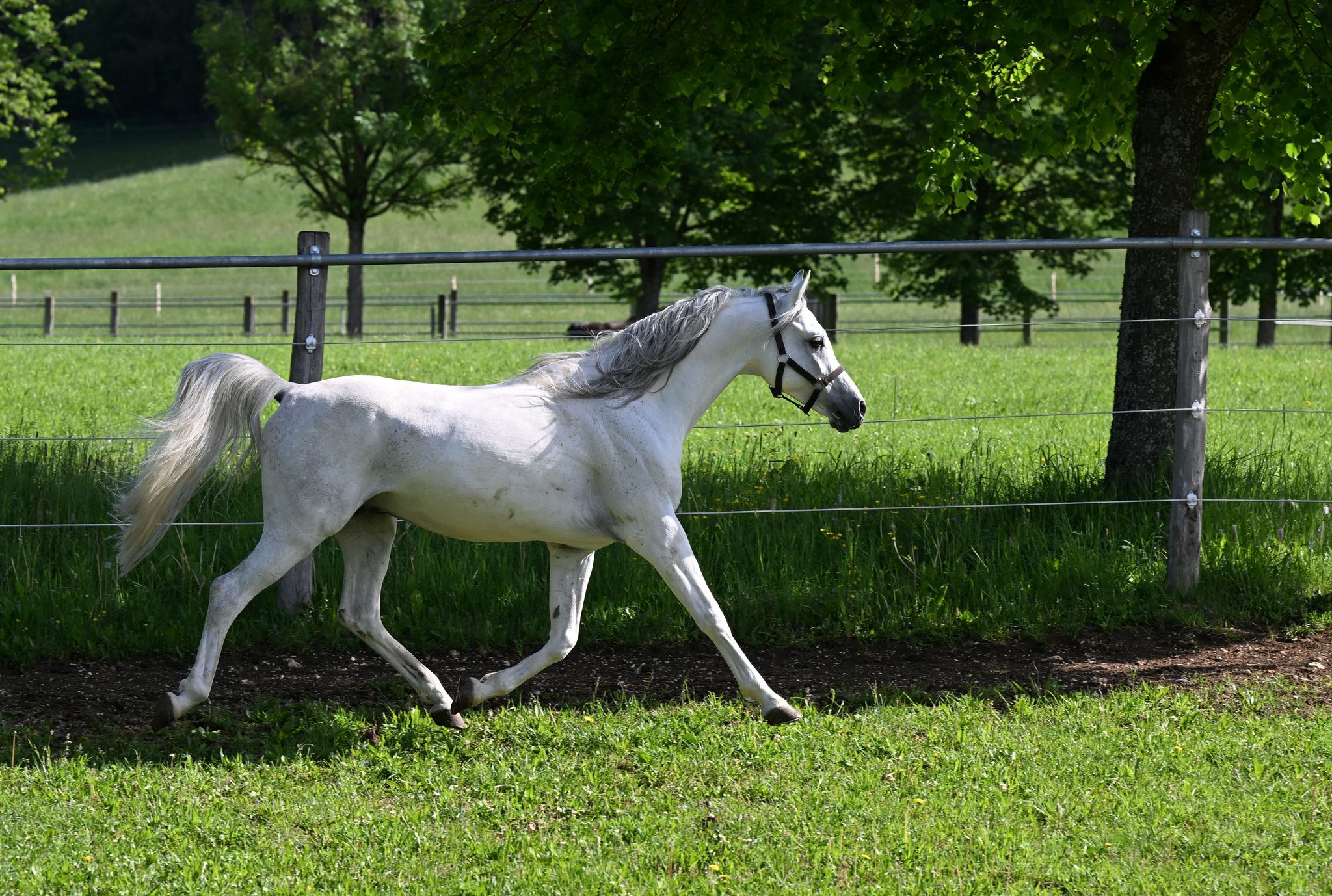 Pferd reißt sich los und galoppiert über Autobahn