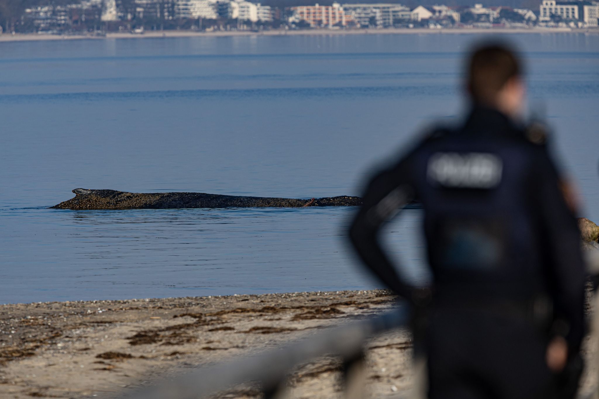 Buckelwal vor Timmendorfer Strand weiter in Not