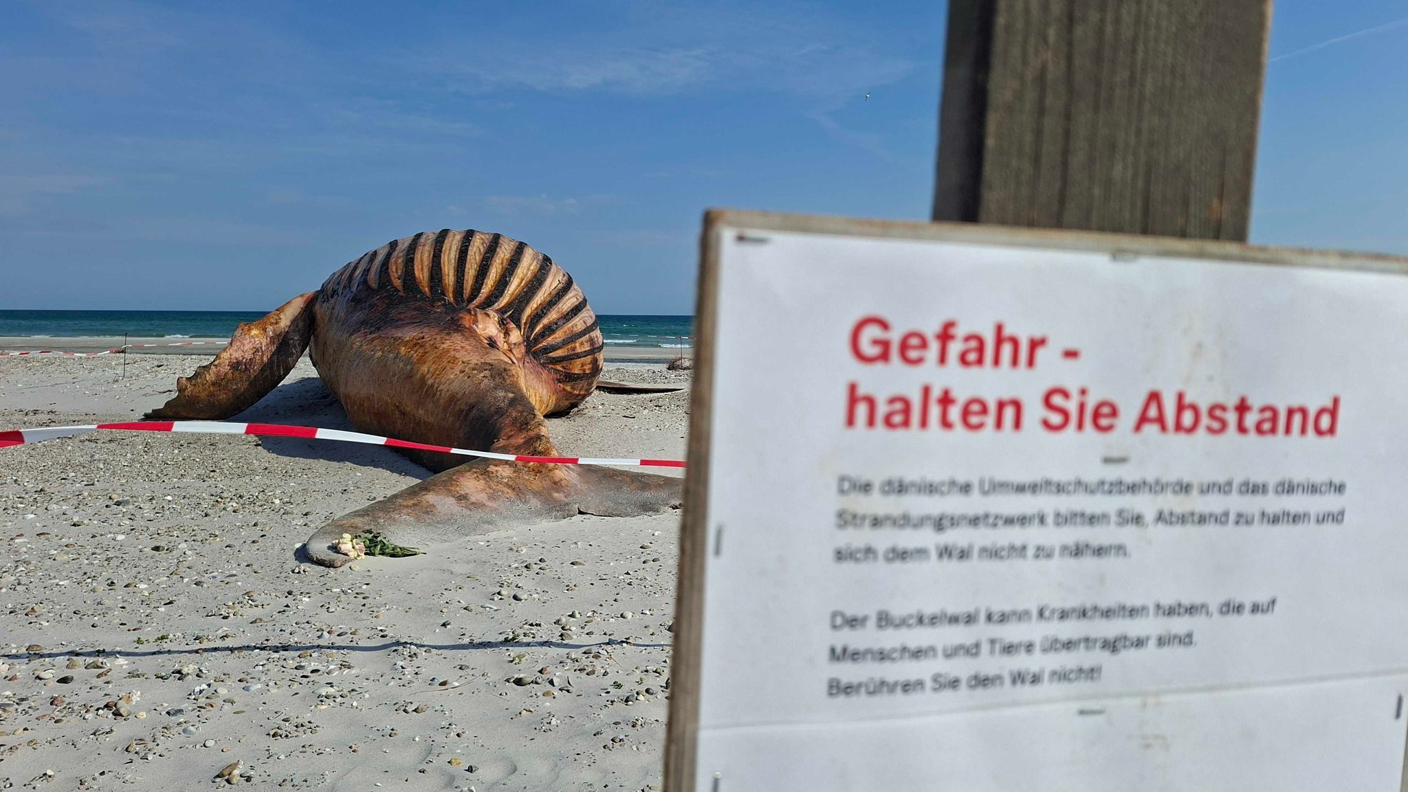 Alle dürfen zuschauen: Buckelwal wird am Strand obduziert